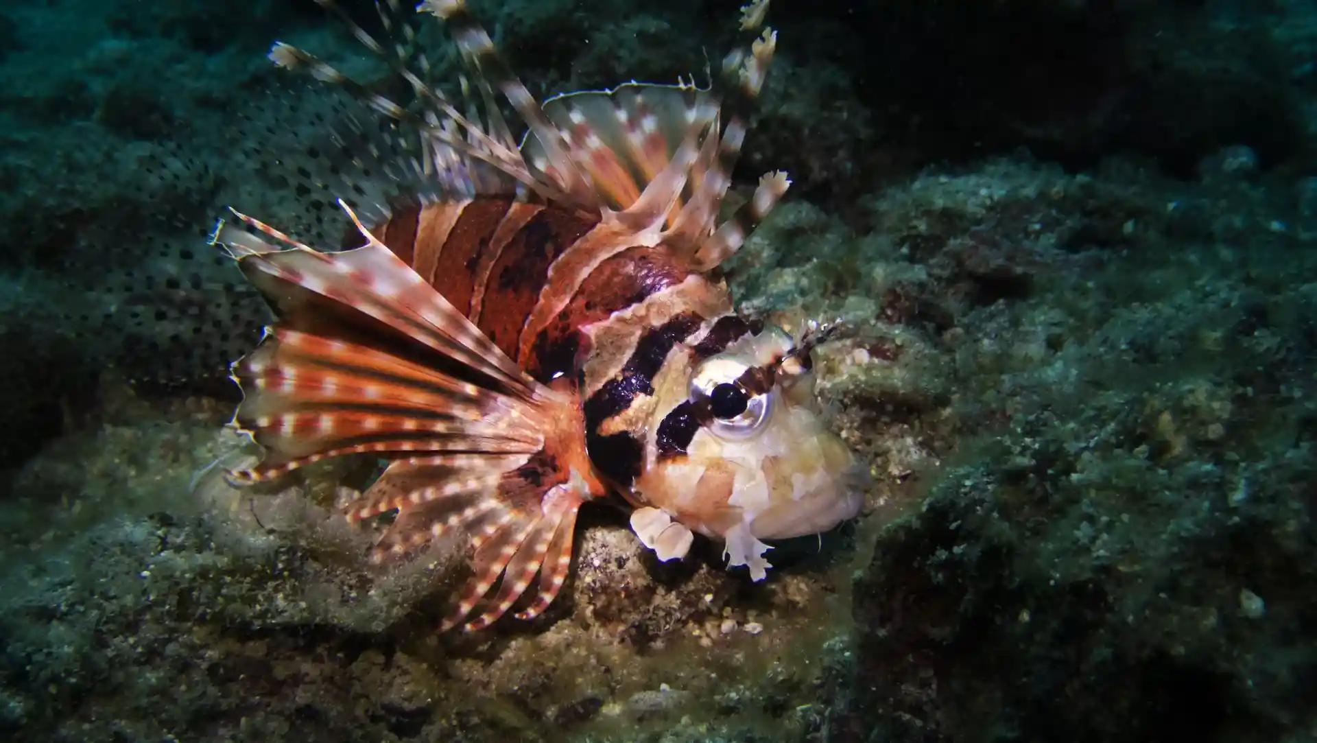 다이빙 포인트 사진