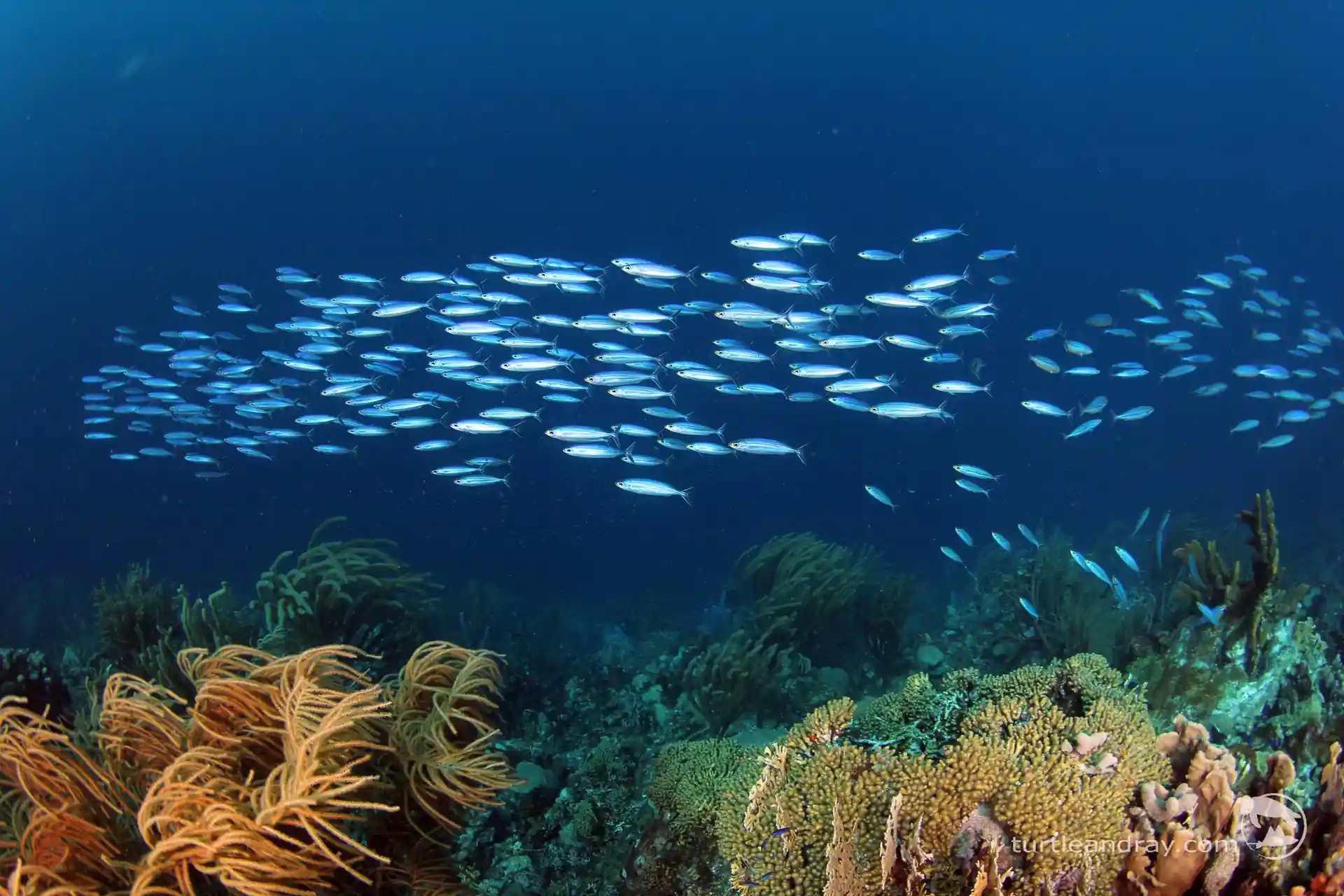 Dive site photo