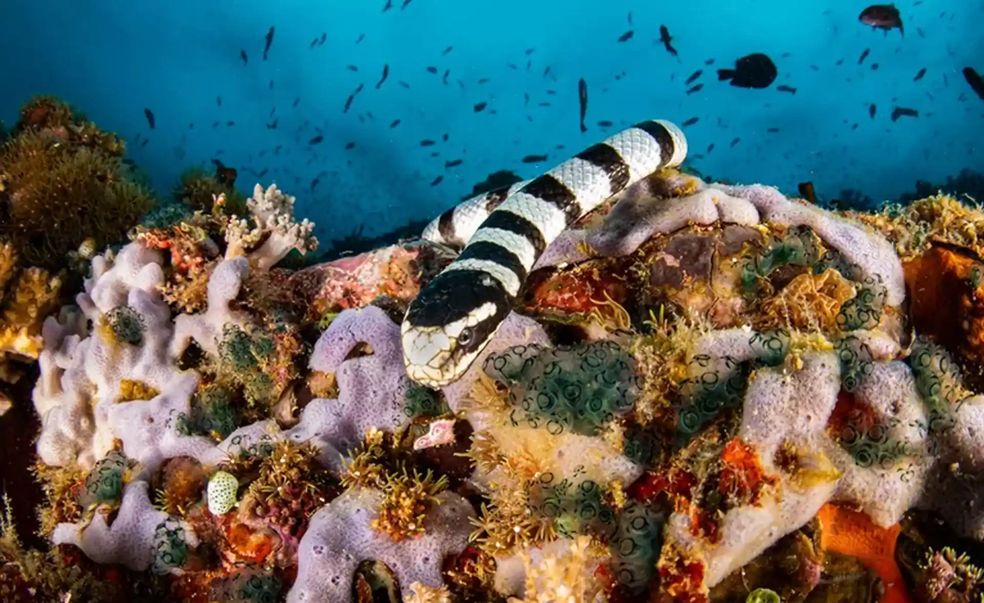 Dive site photo