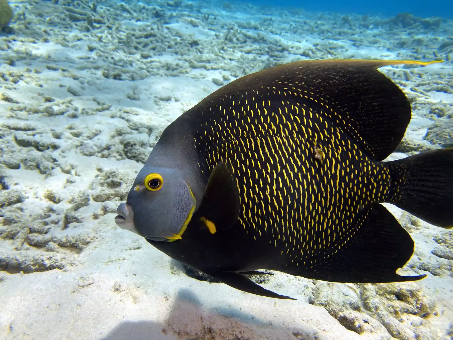 The French Angel, often seen in our waters