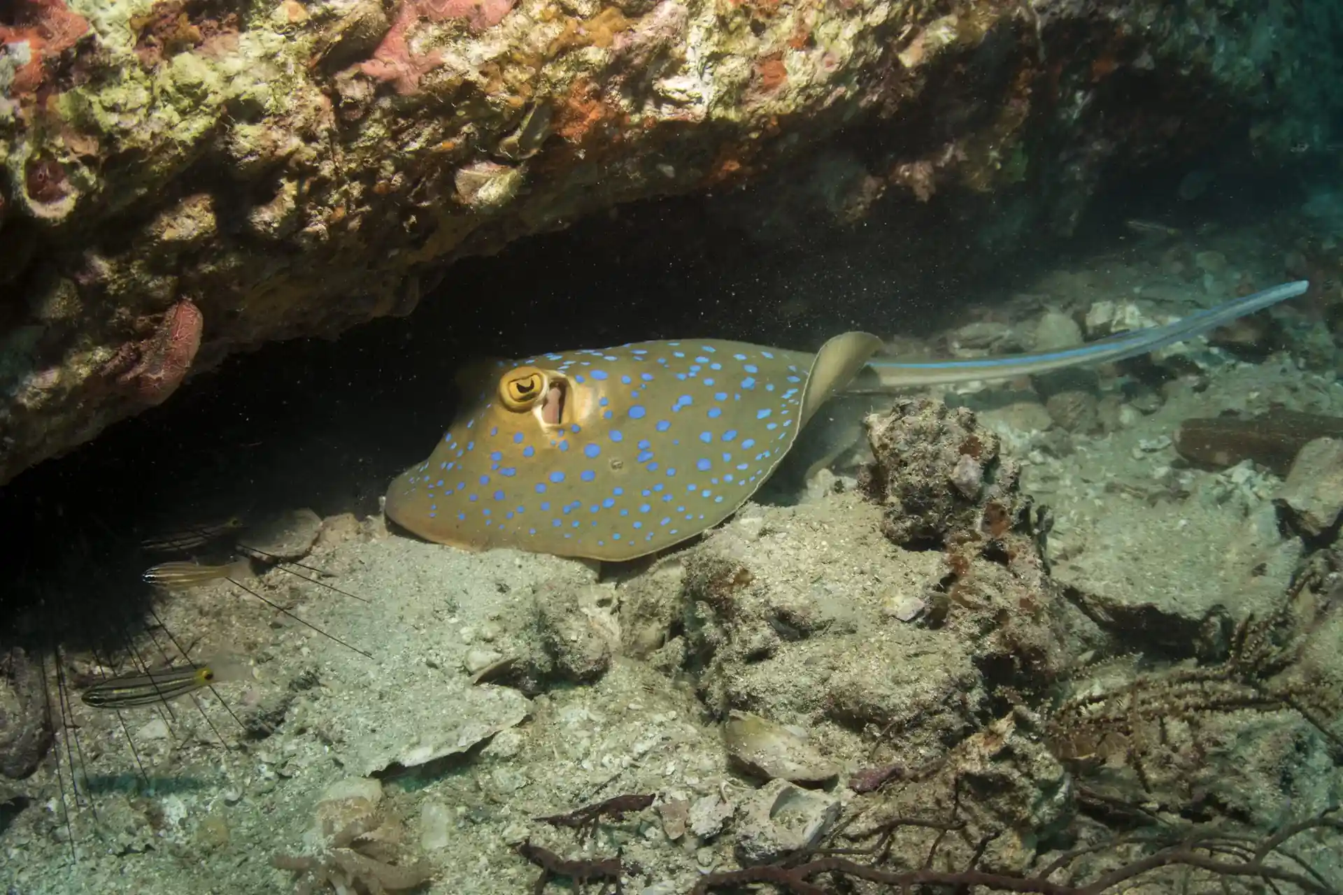 Photo du site de plongée
