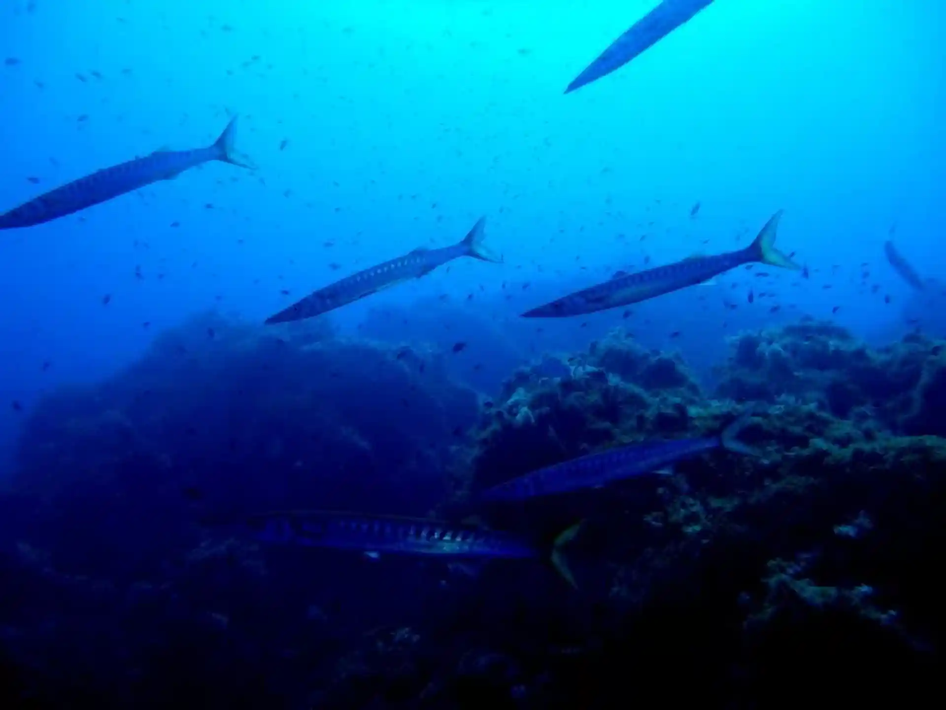 다이빙 포인트 사진