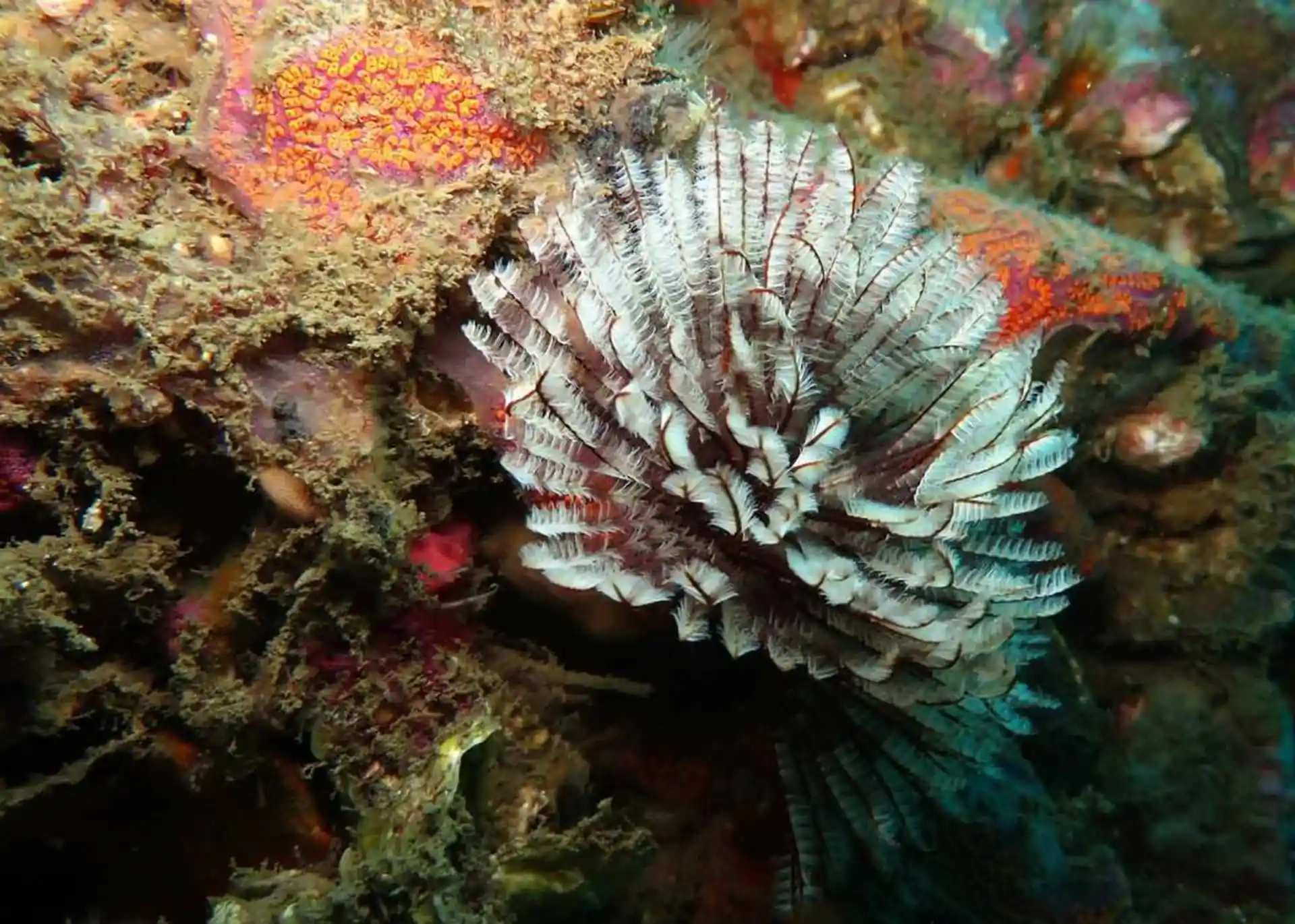 Dive site photo