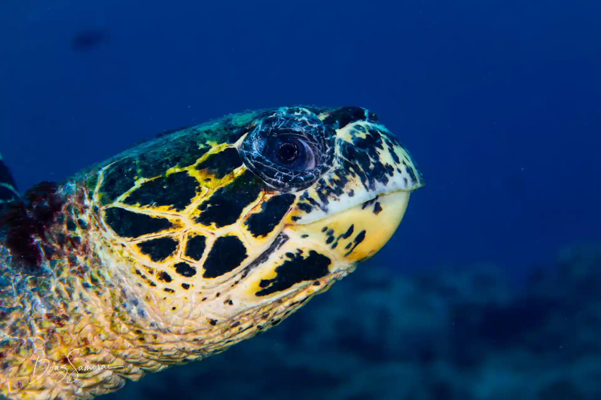 Dive site photo