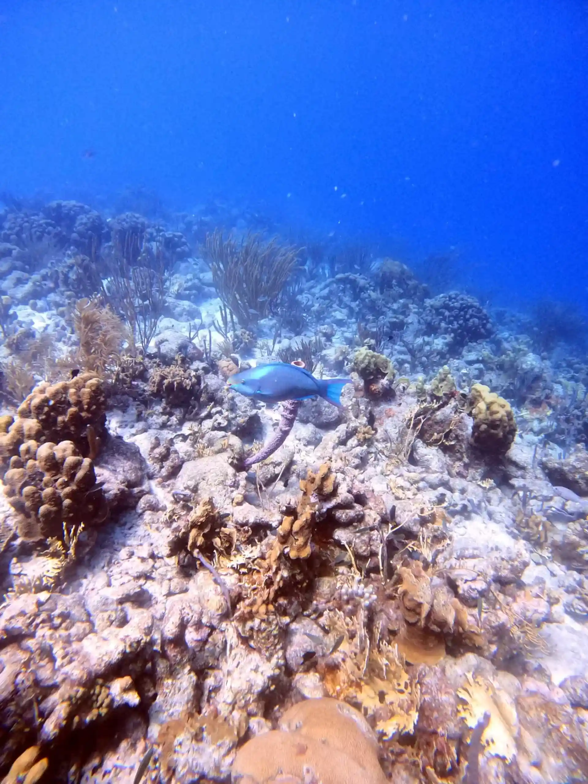 Dive site photo