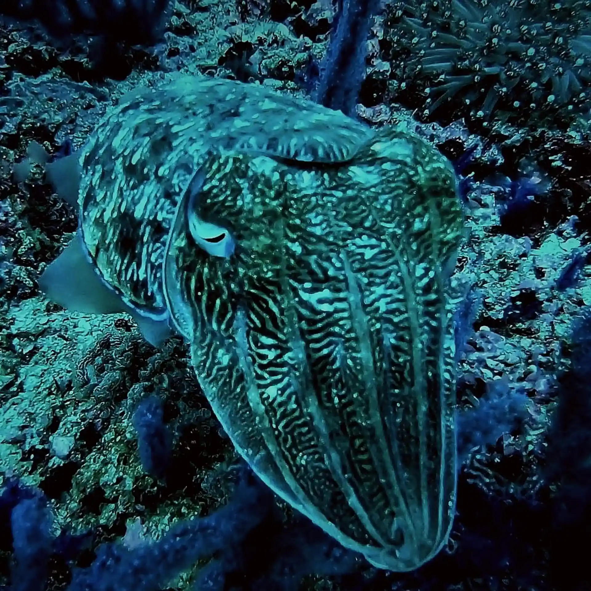 Dive shop photo