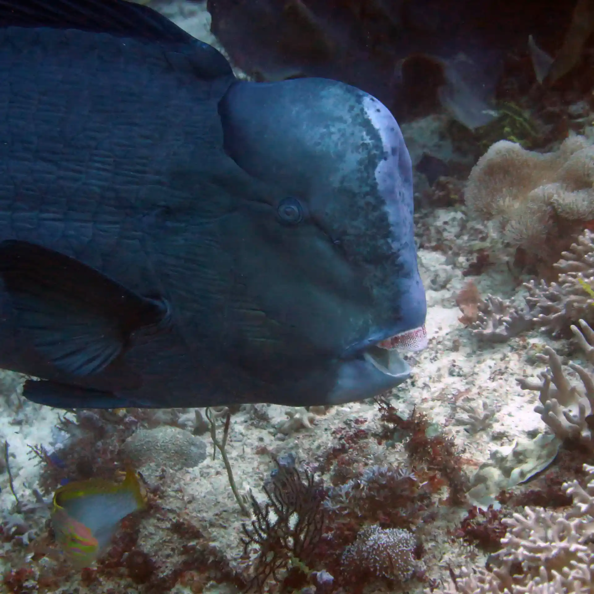 Dive shop photo