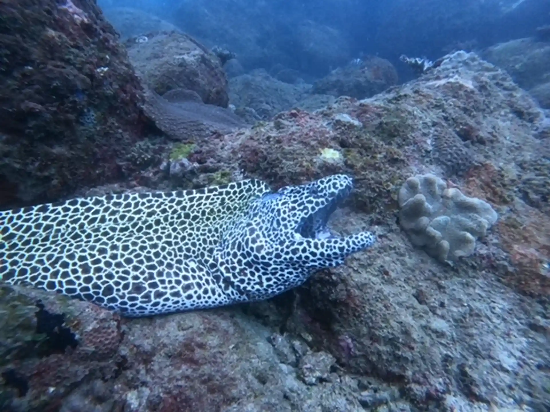 reticulated moray