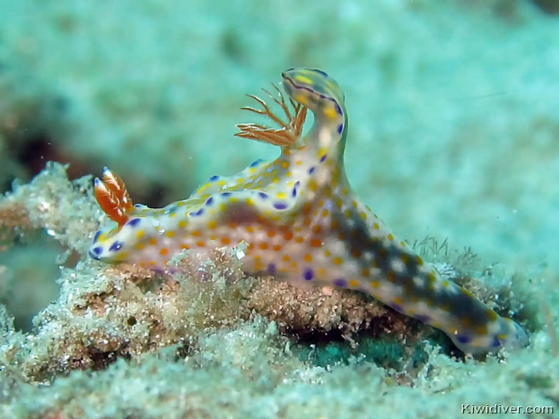 다이빙 포인트 사진