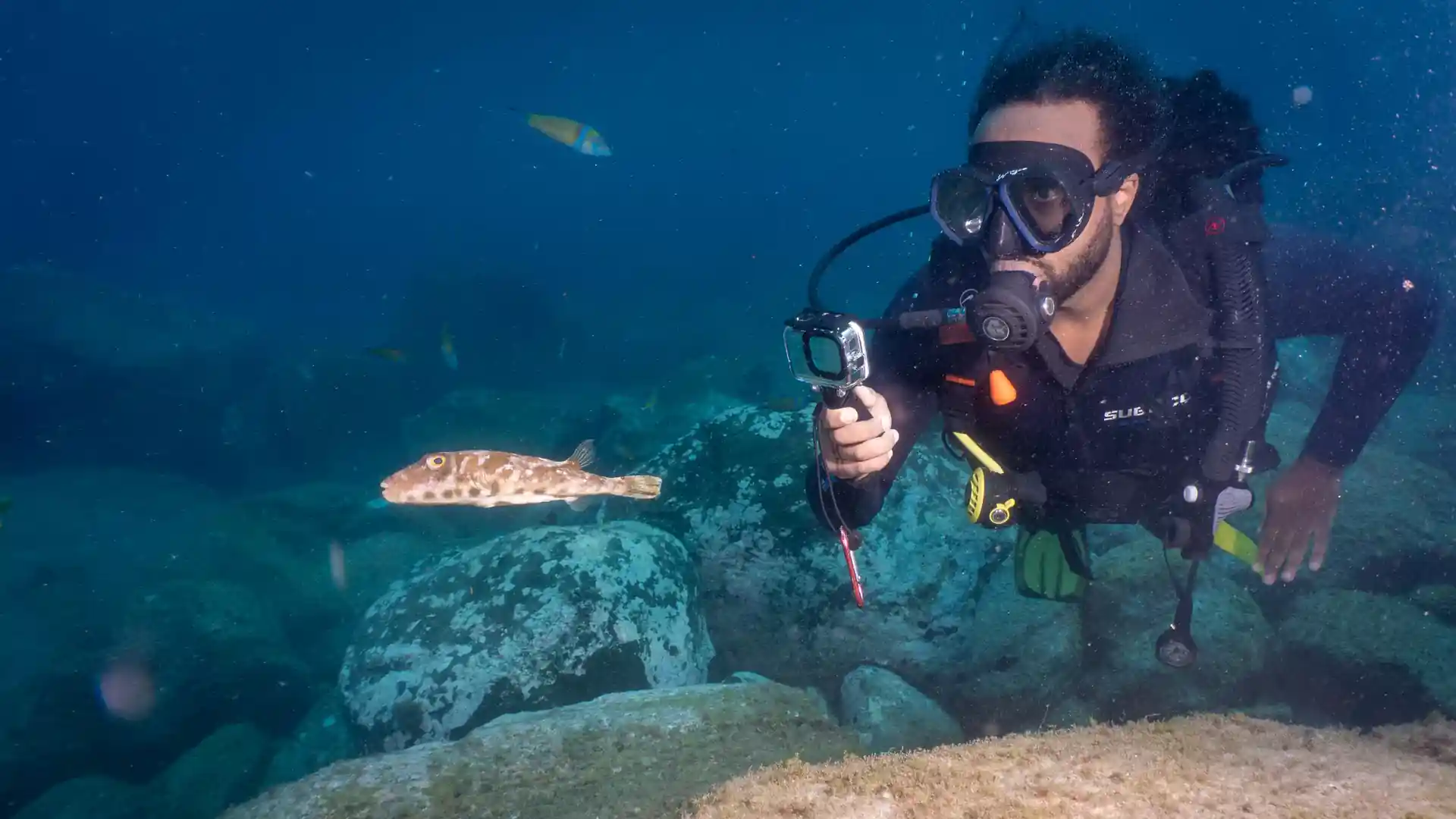 Muchos peces para ver