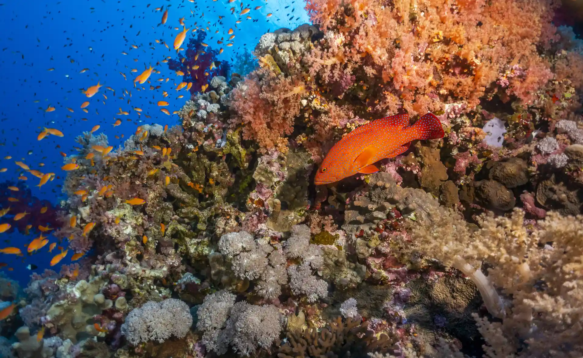Dive shop photo