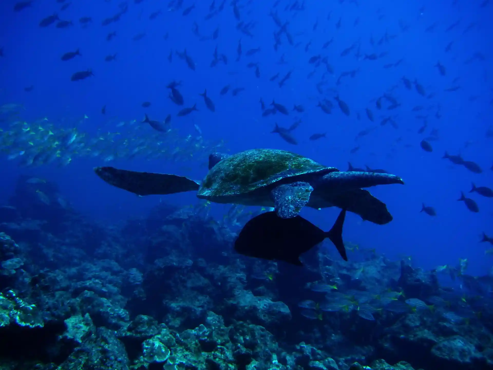 Foto des Tauchplatzes