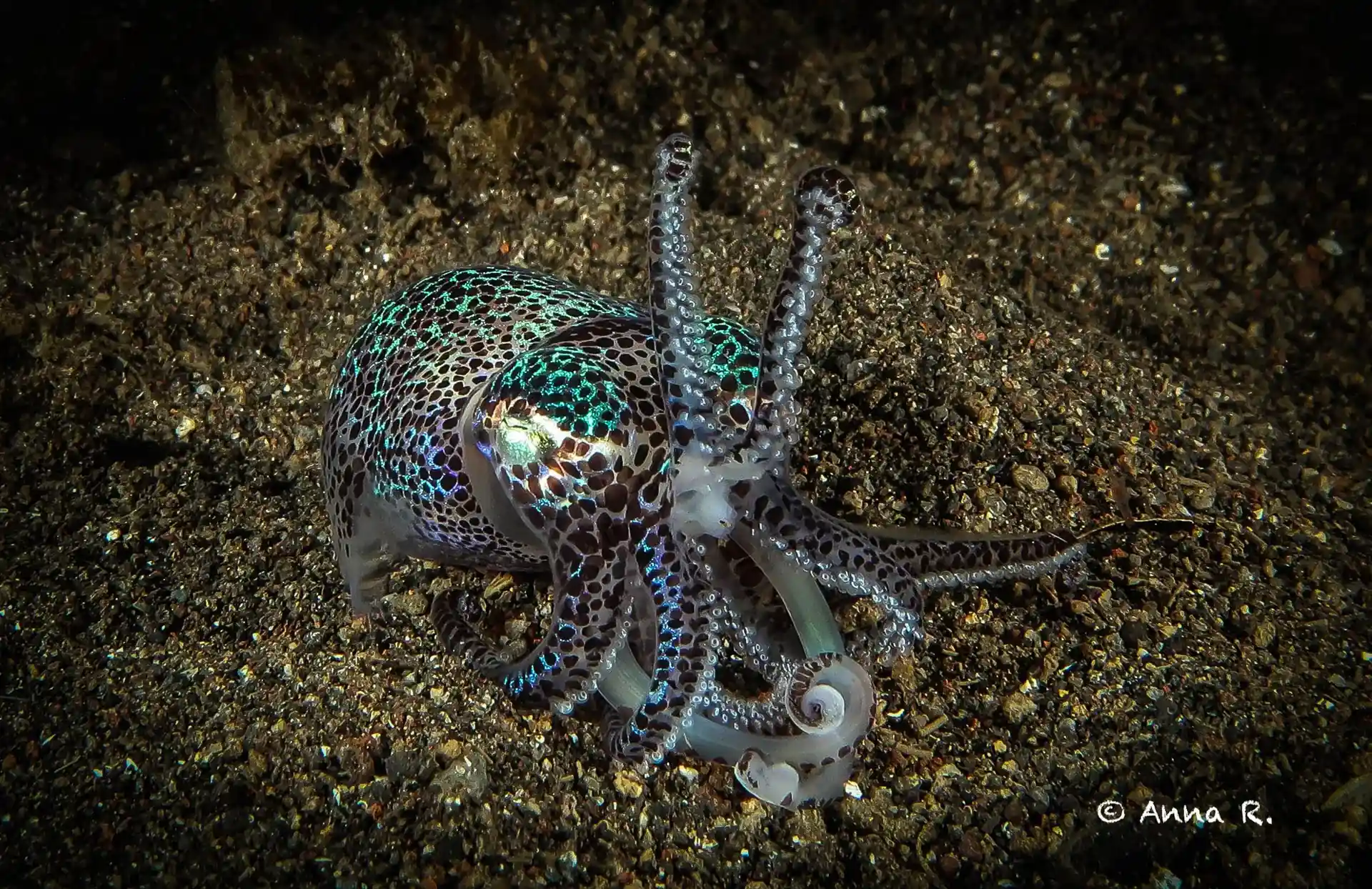 Photo de l'activité