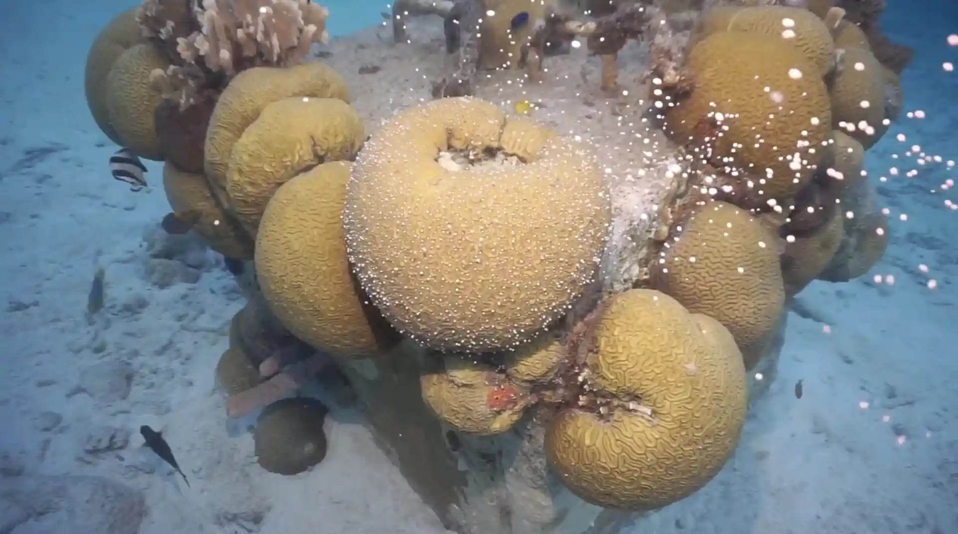 Dive site photo