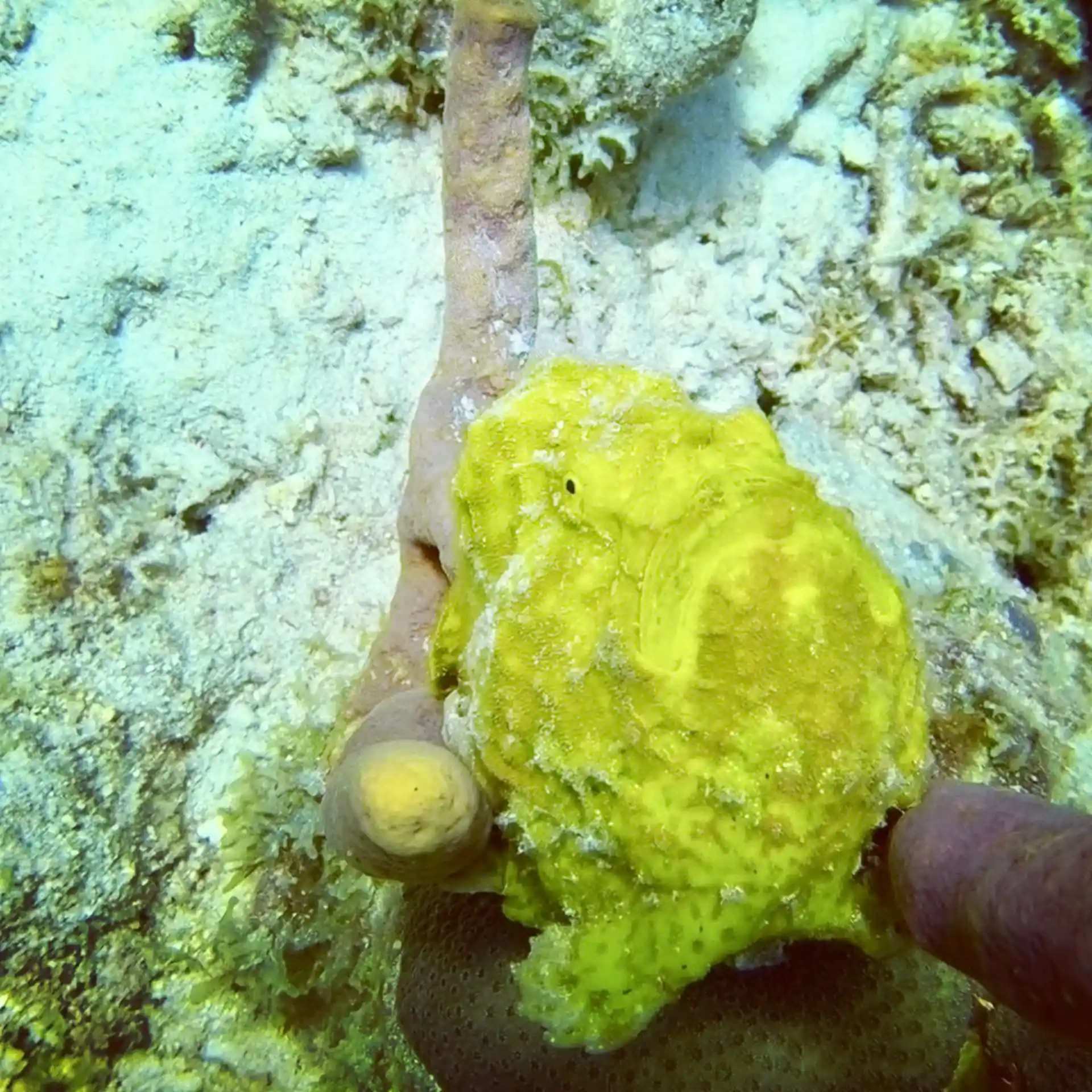 Dive site photo