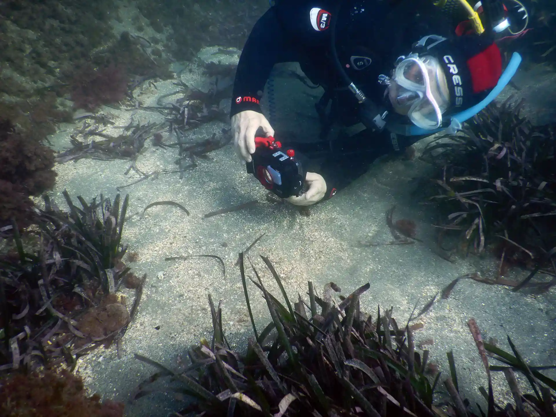 You will learn to take non-artistic photographs, whose objective is the identification of the species