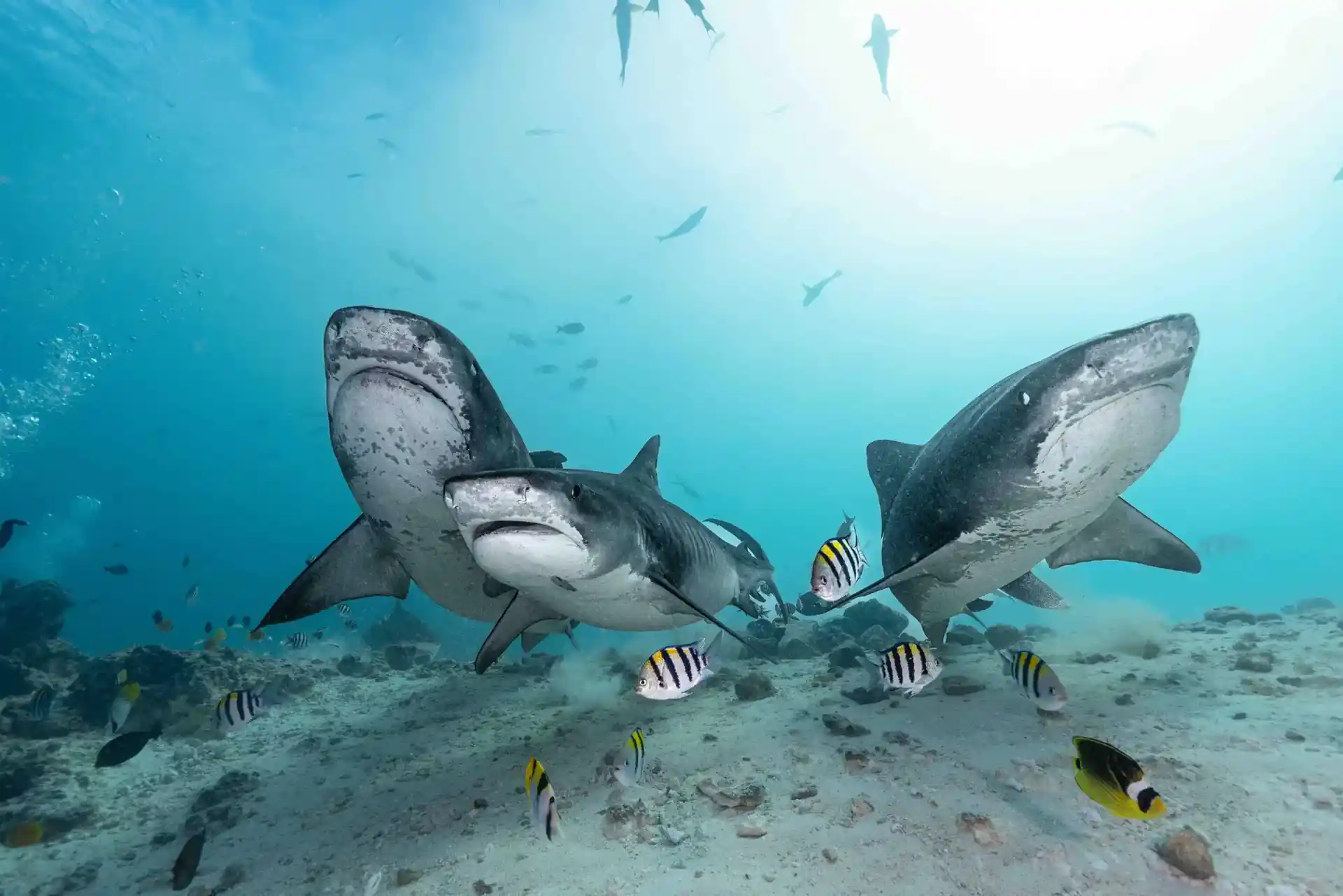 Dive site photo