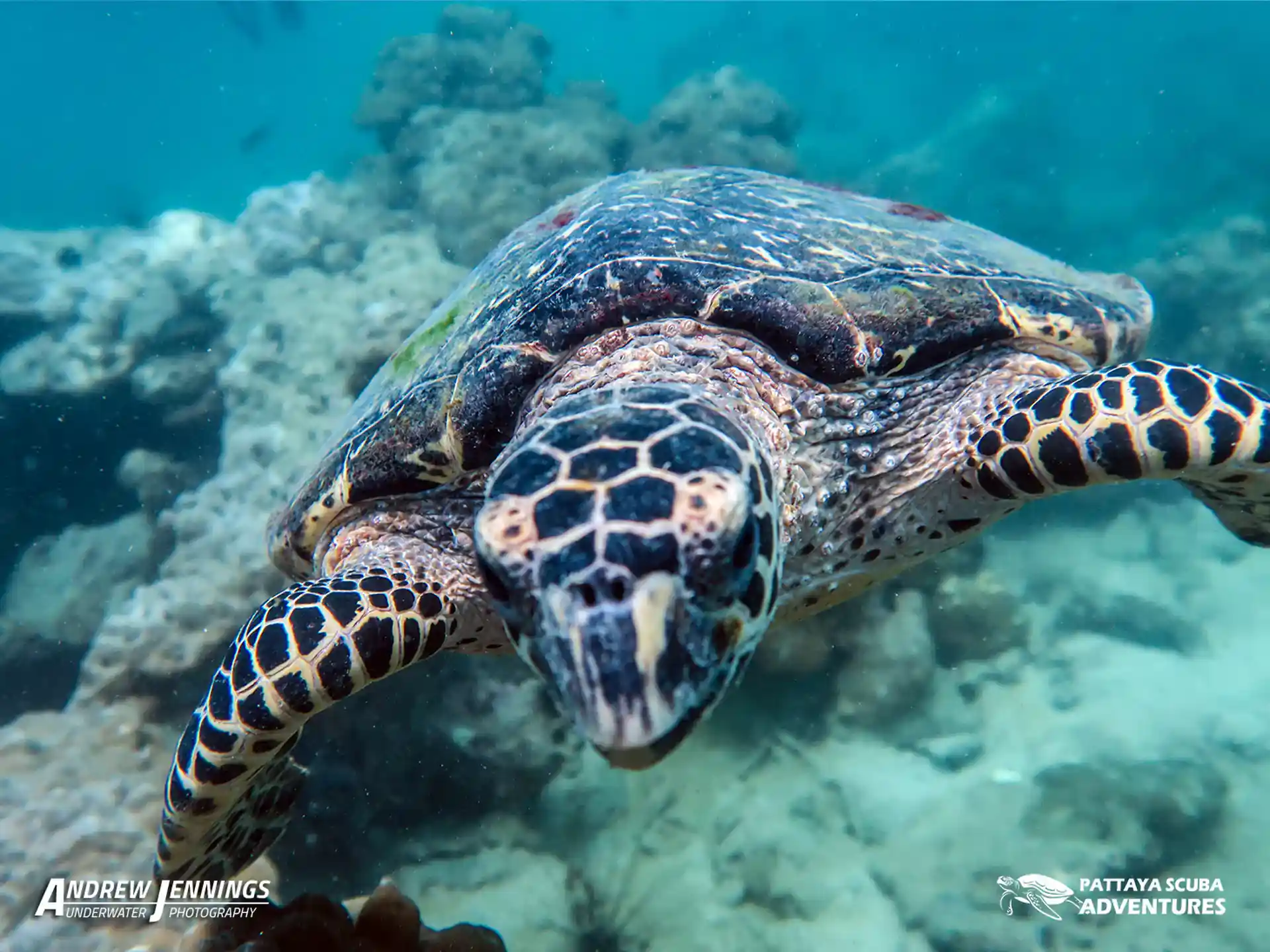 ダイビングサイトの写真