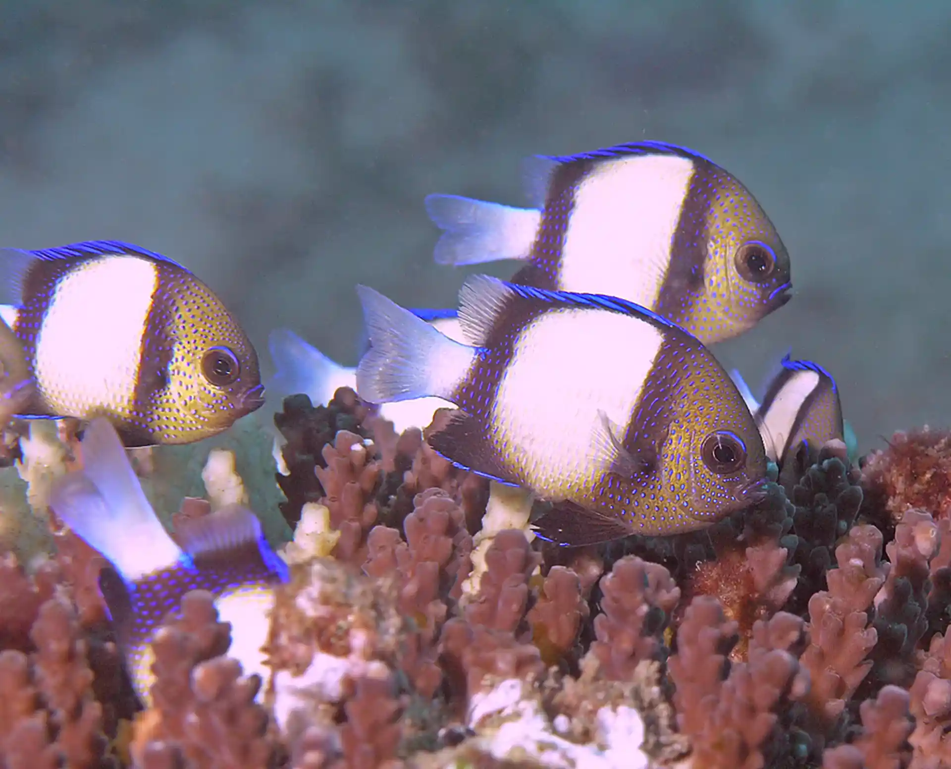 Baby humbug damsels in hard coral