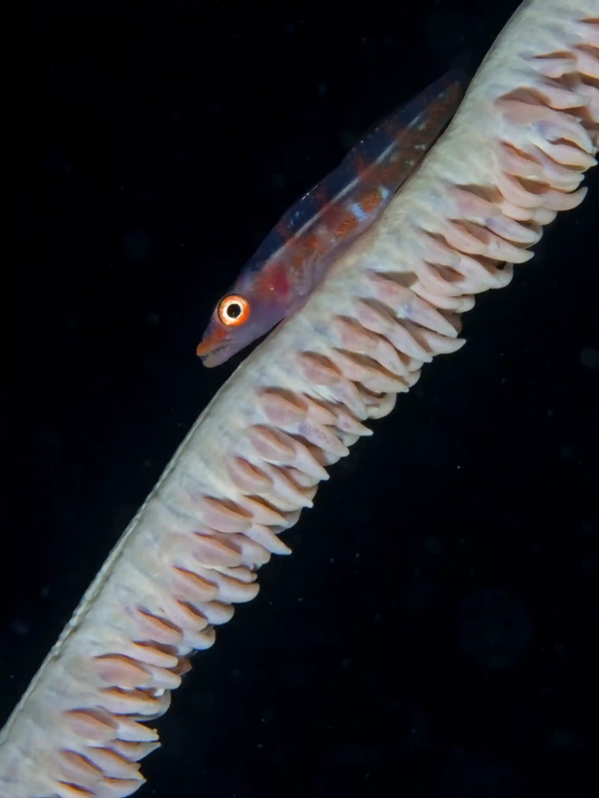 Dive site photo