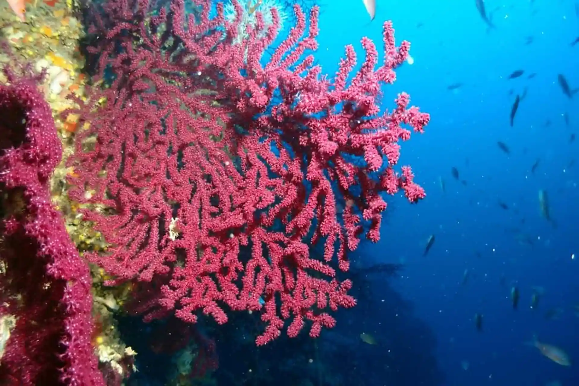 Dive site photo