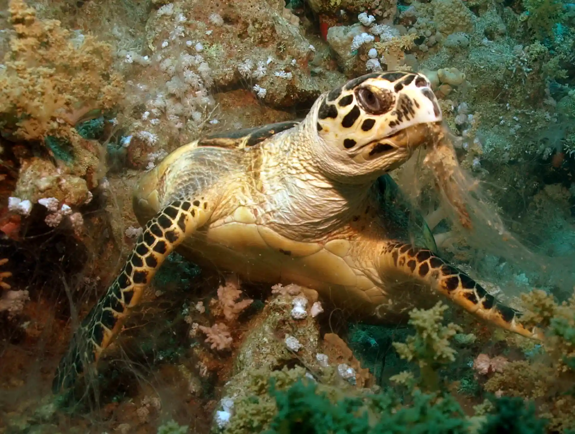 Sehr oft kann man eine Schildkröte unter Wasser sehen