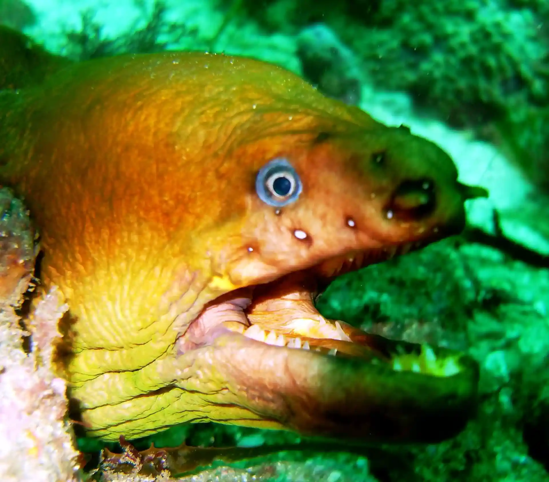Dive site photo