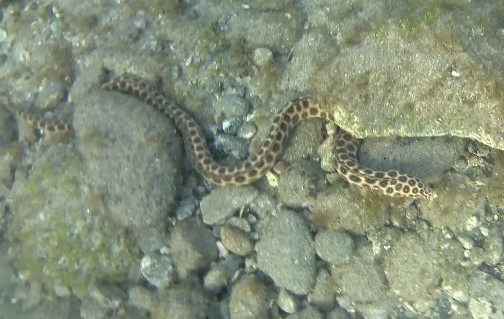 Einheimische Arten des Strandes von Las Canteras, der Name ist Karmelit.