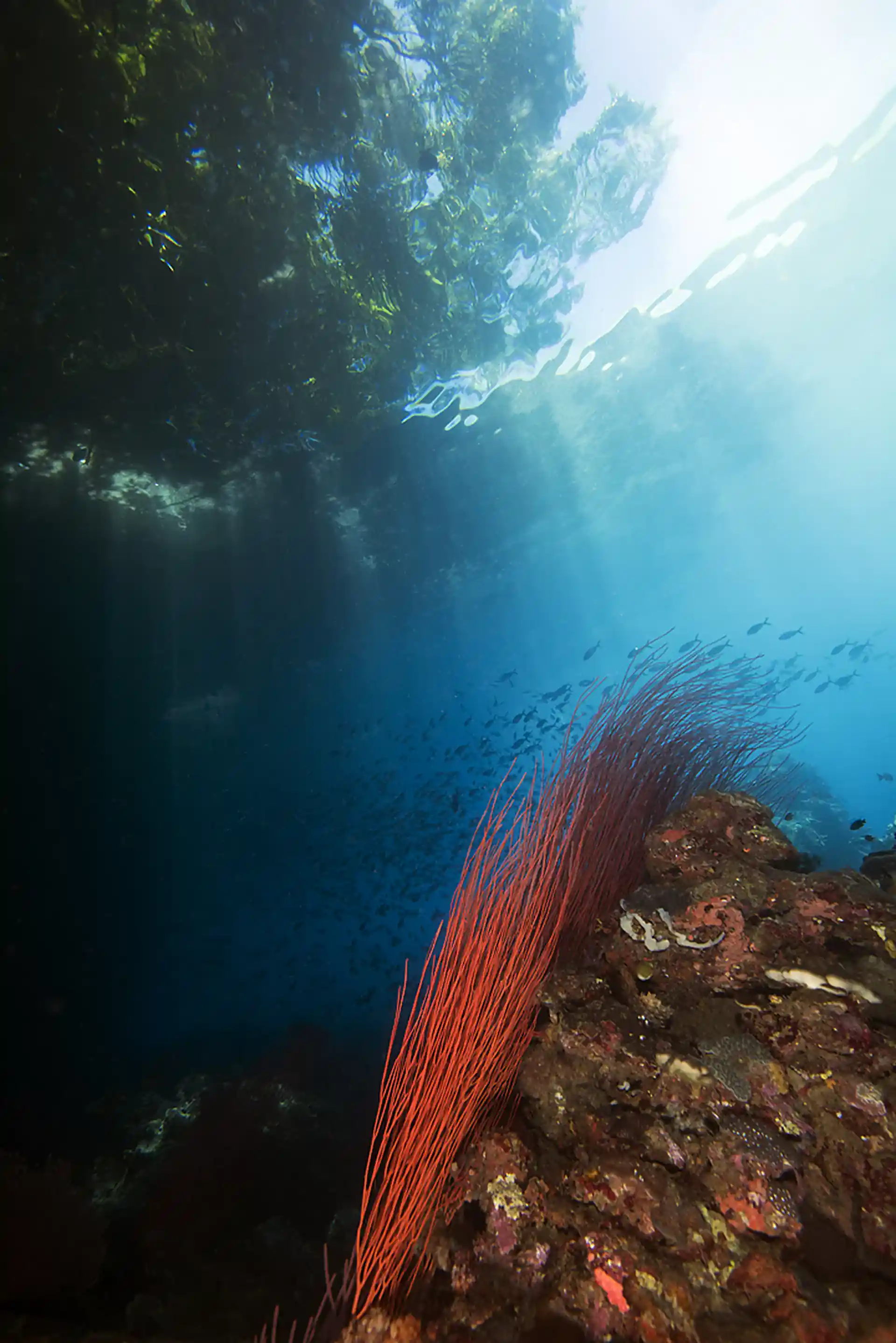 Photo du site de plongée