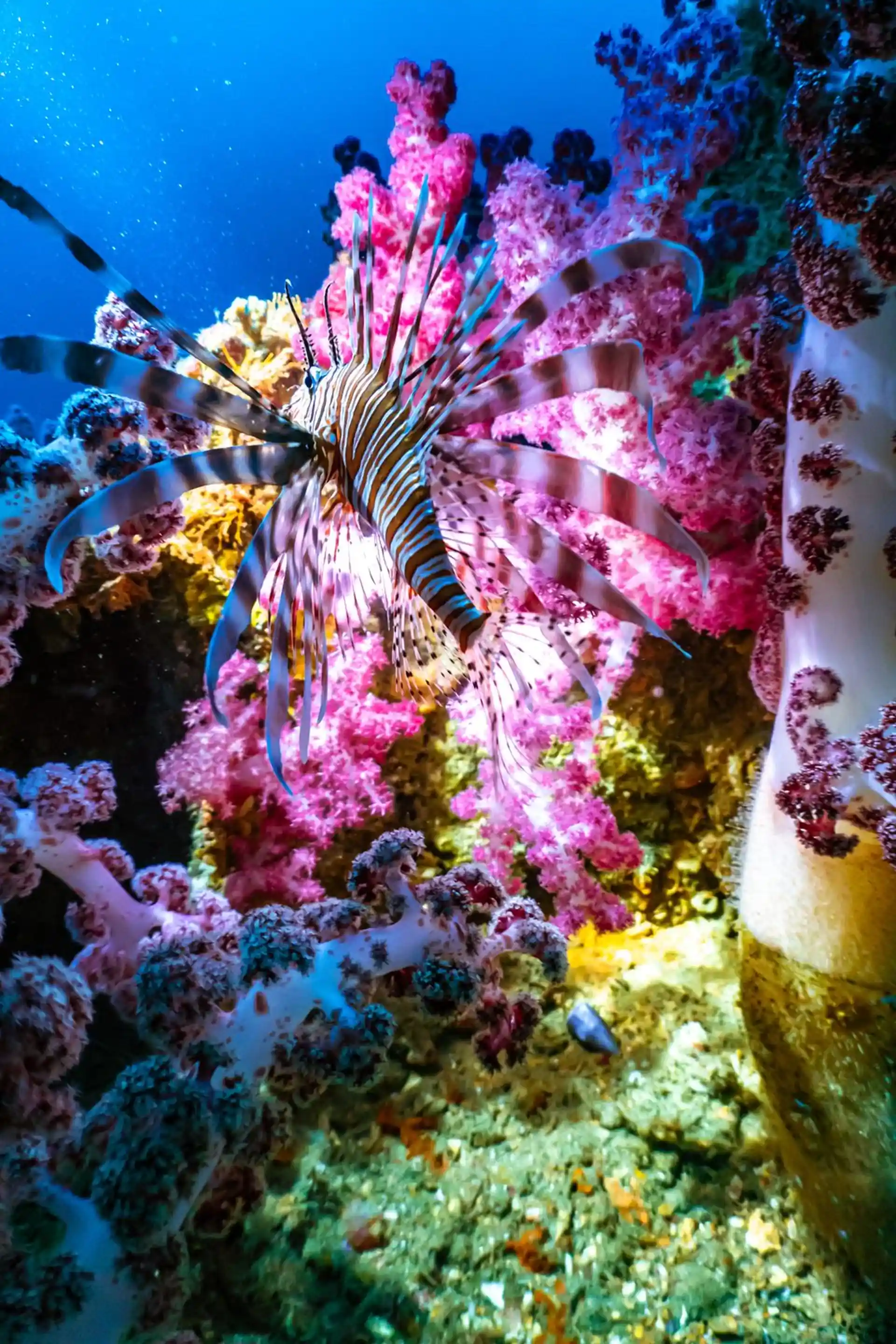 ダイビングサイトの写真