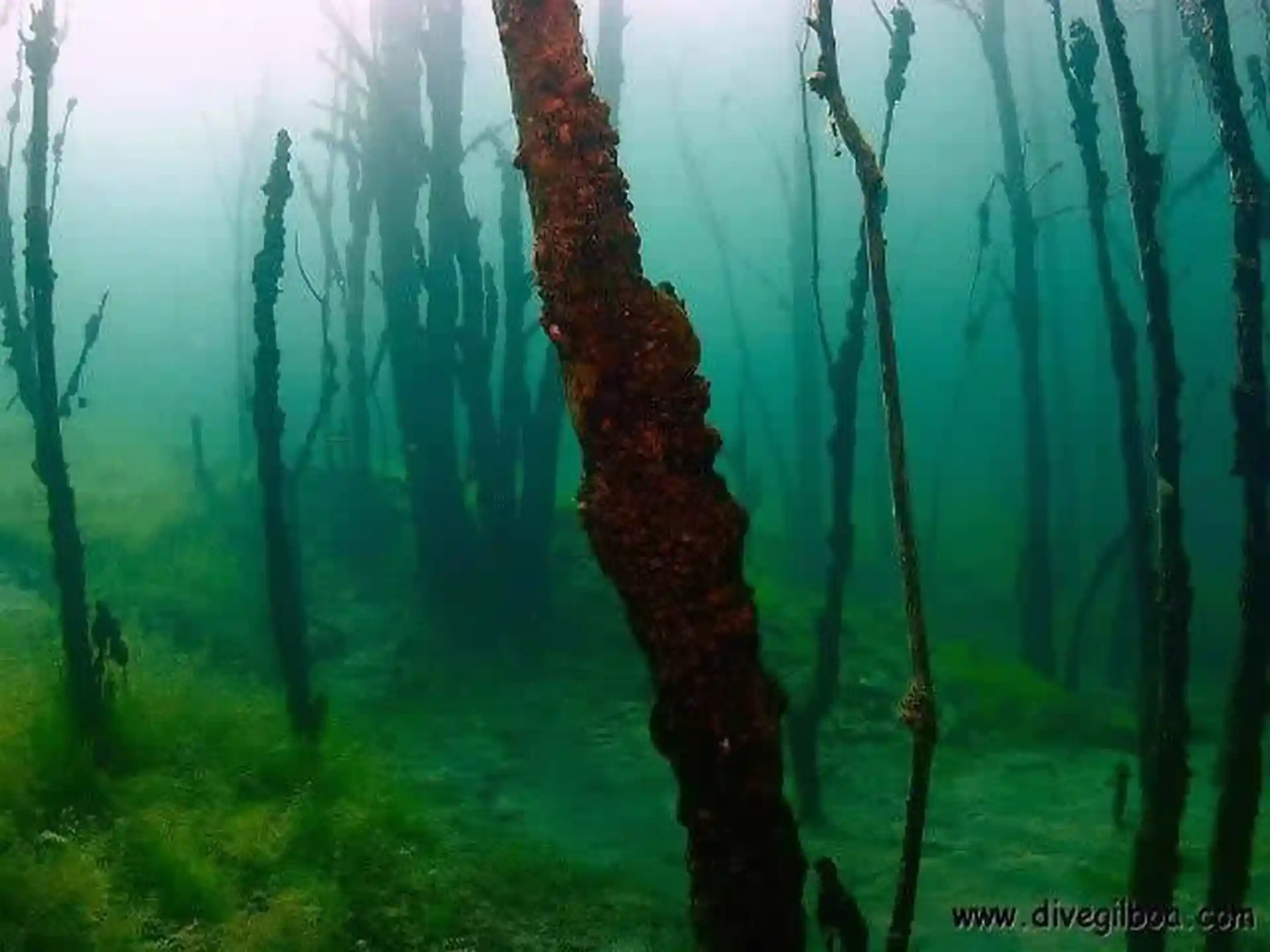 Dive site photo