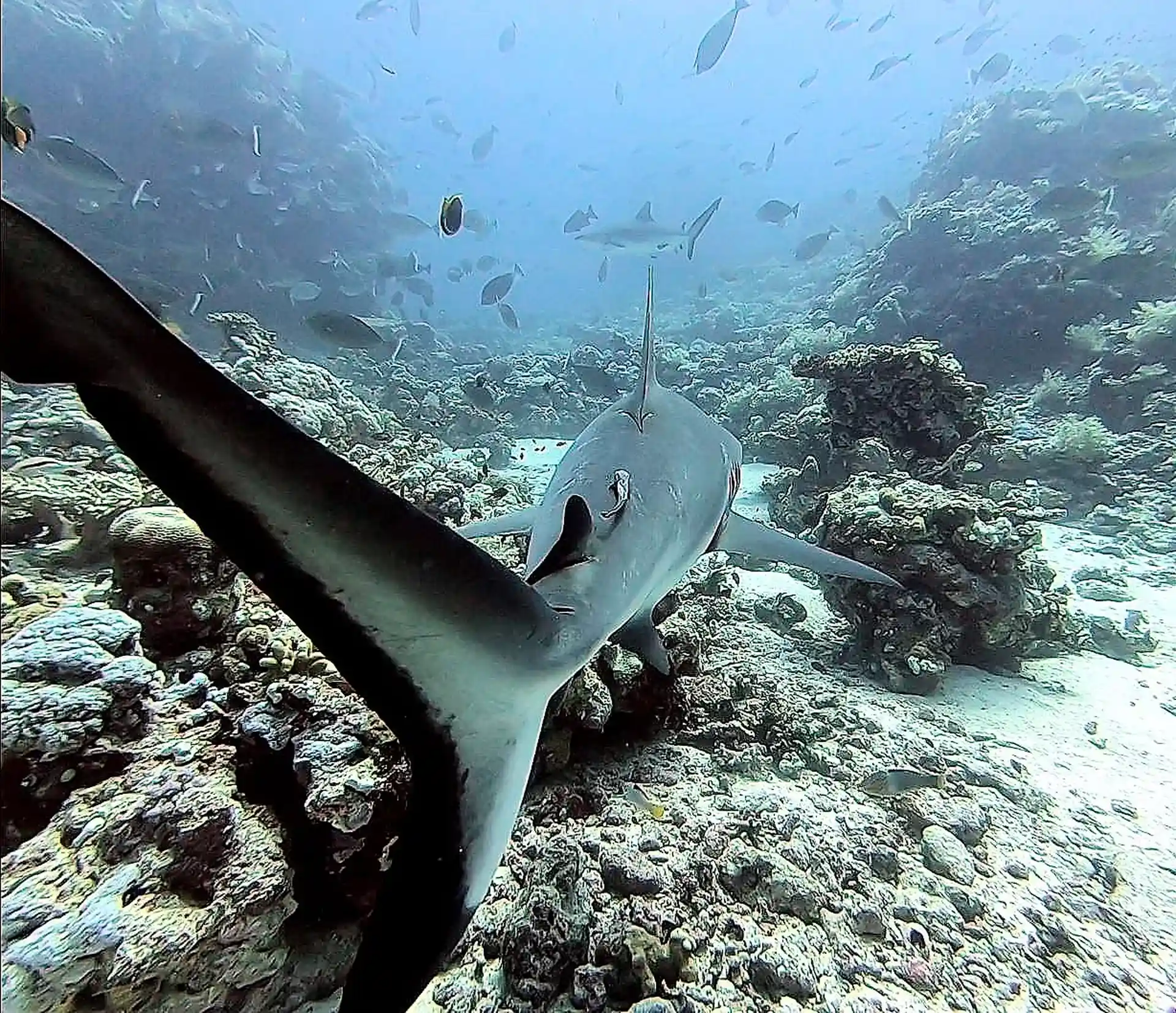 Dive site photo