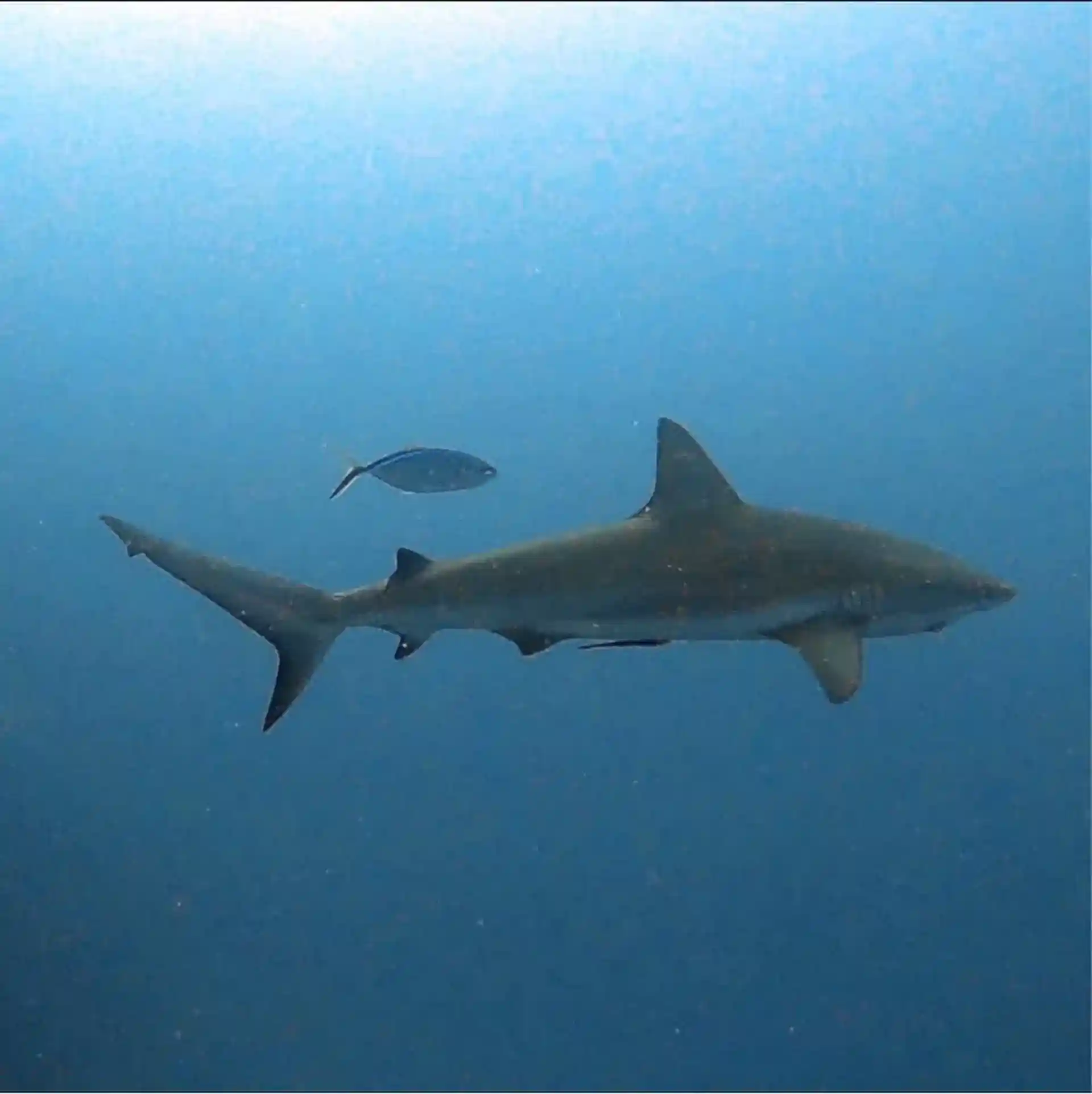 Caribbean Reef Shark cruising