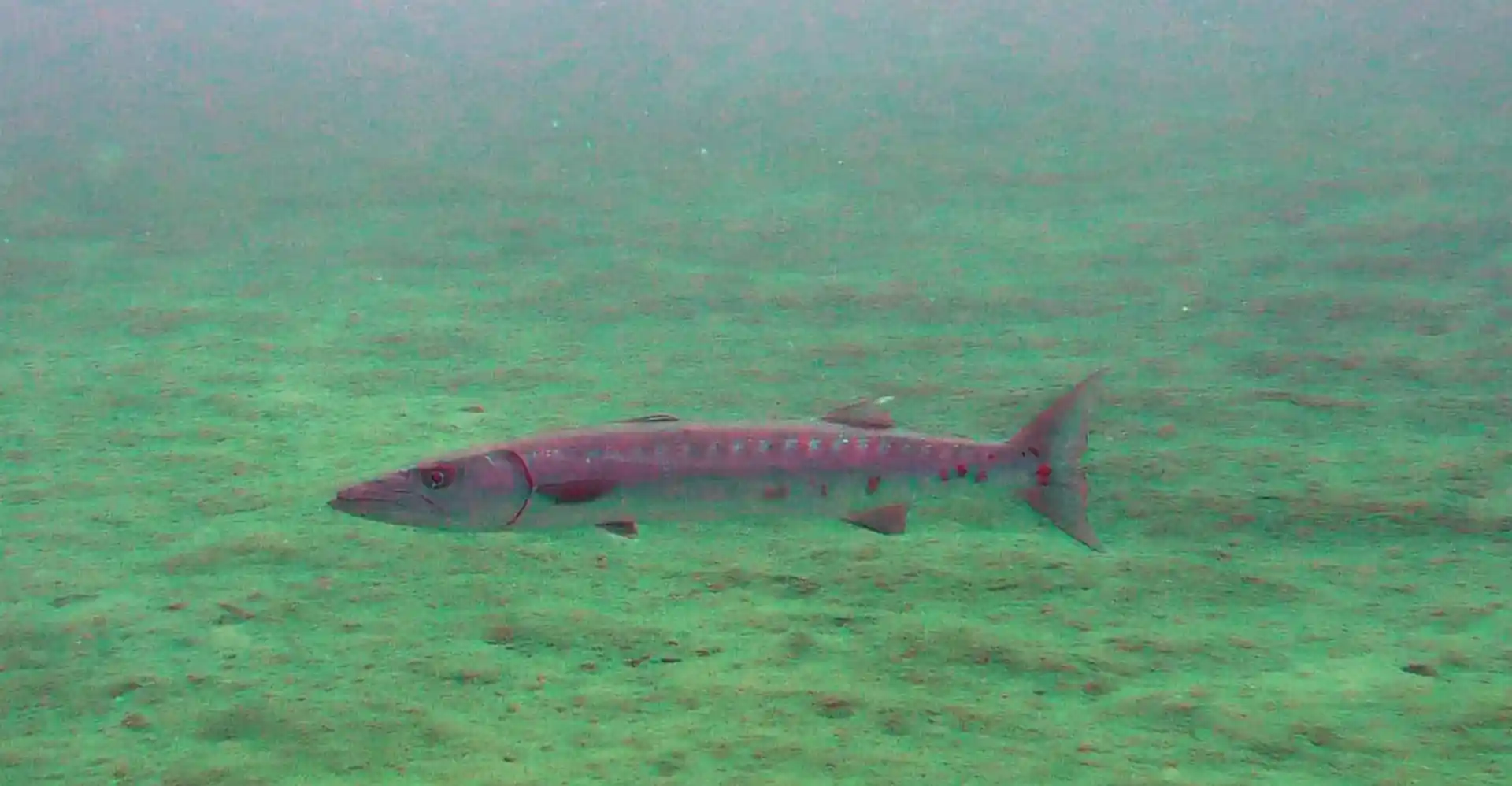 Dive site photo