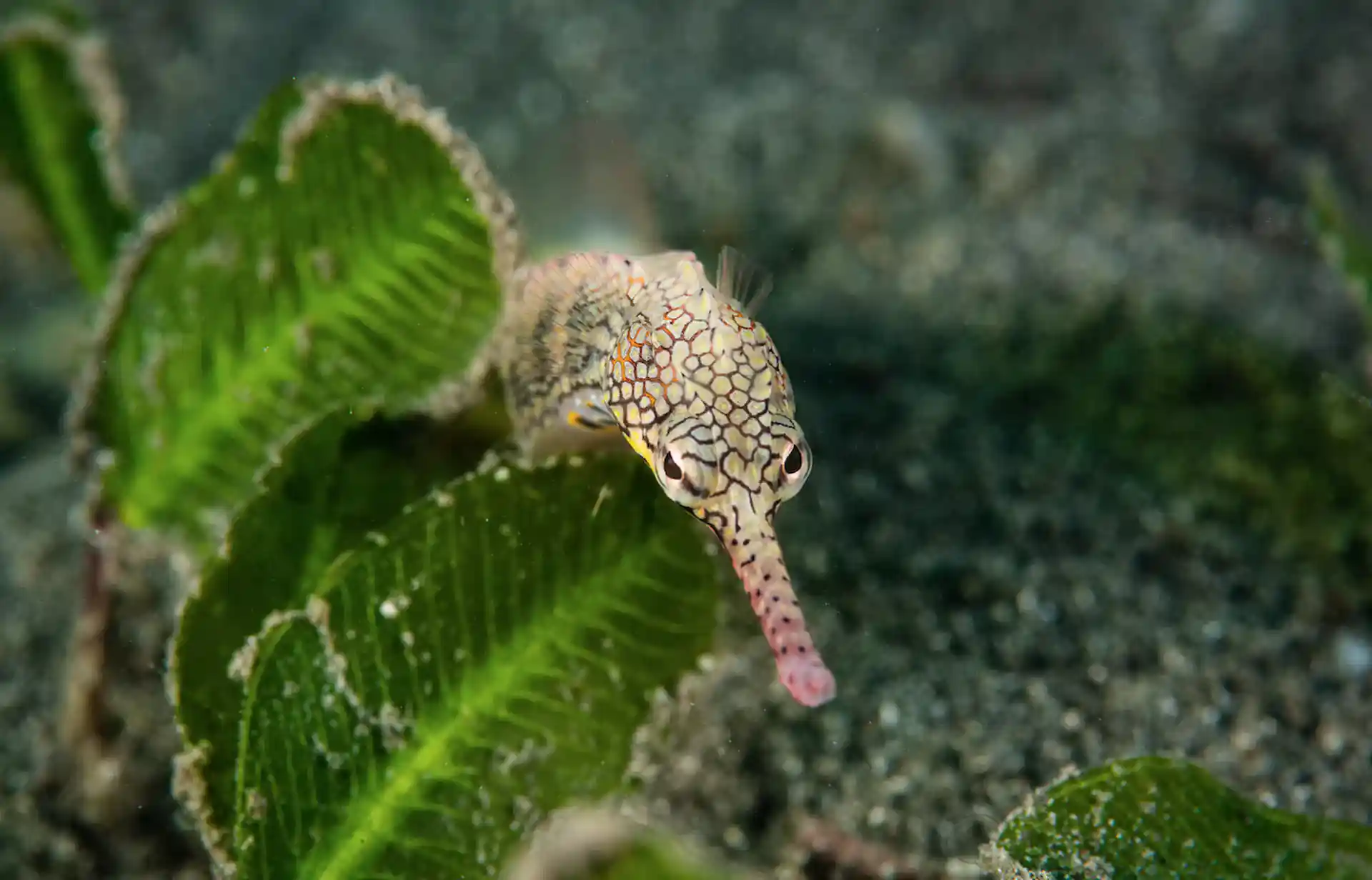 A pipefish hiding with bright green seagrass