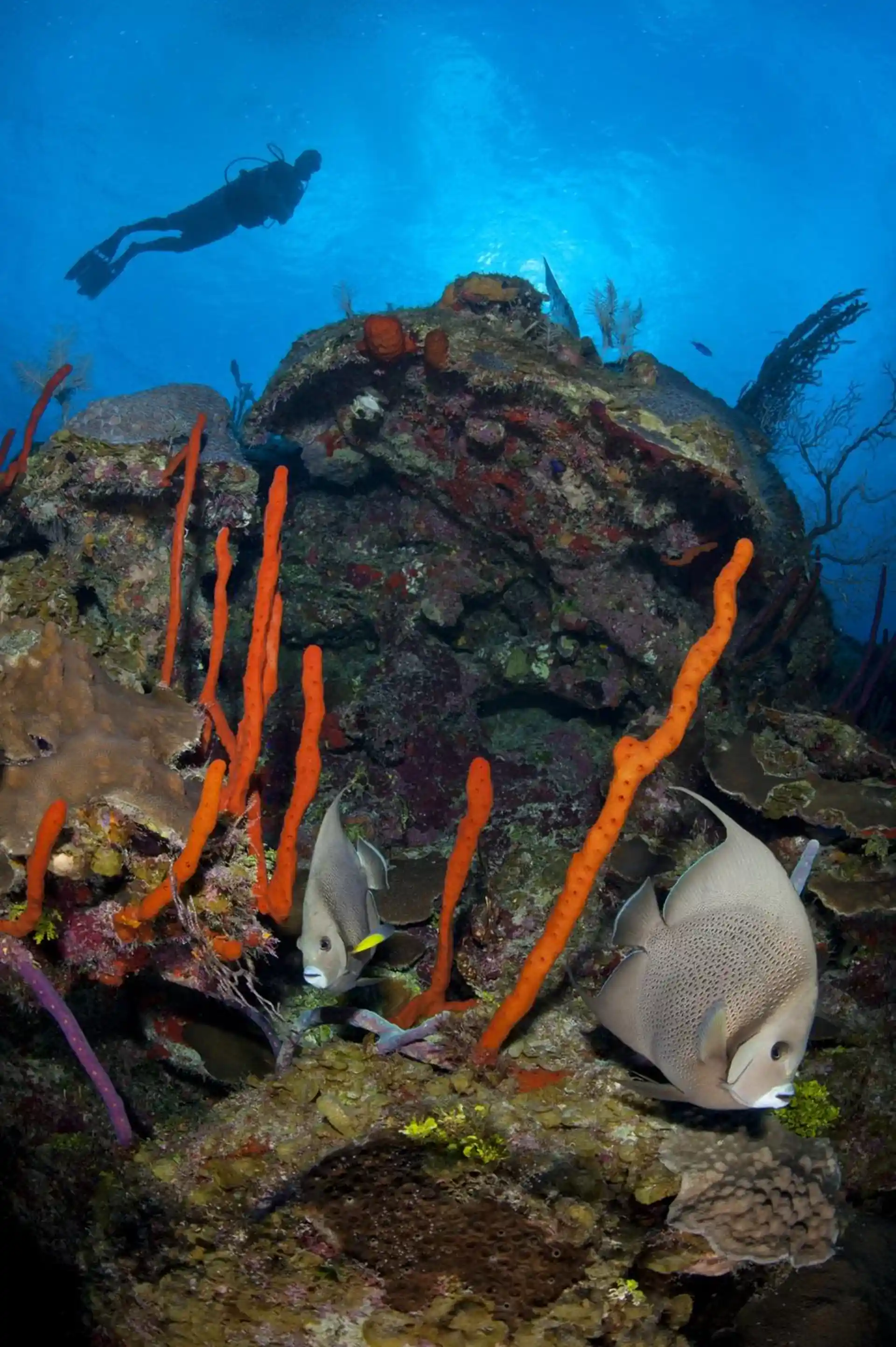 ダイビングサイトの写真