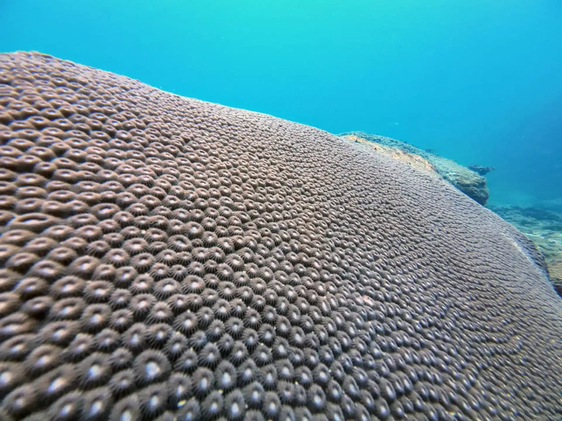Dive site photo