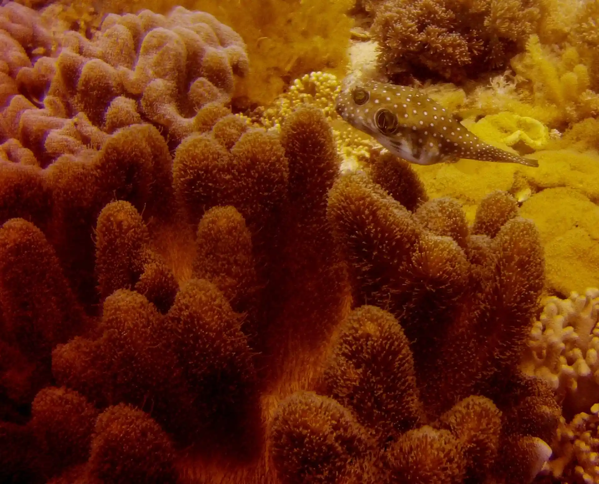 Dive site photo