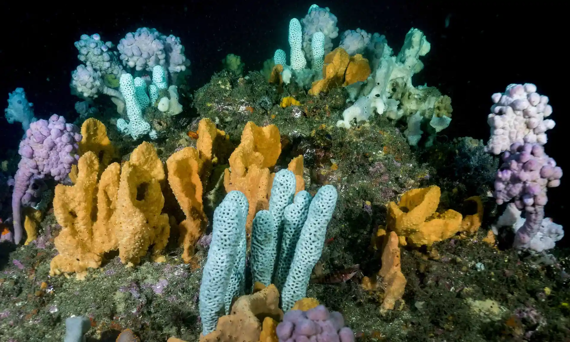 Dive site photo
