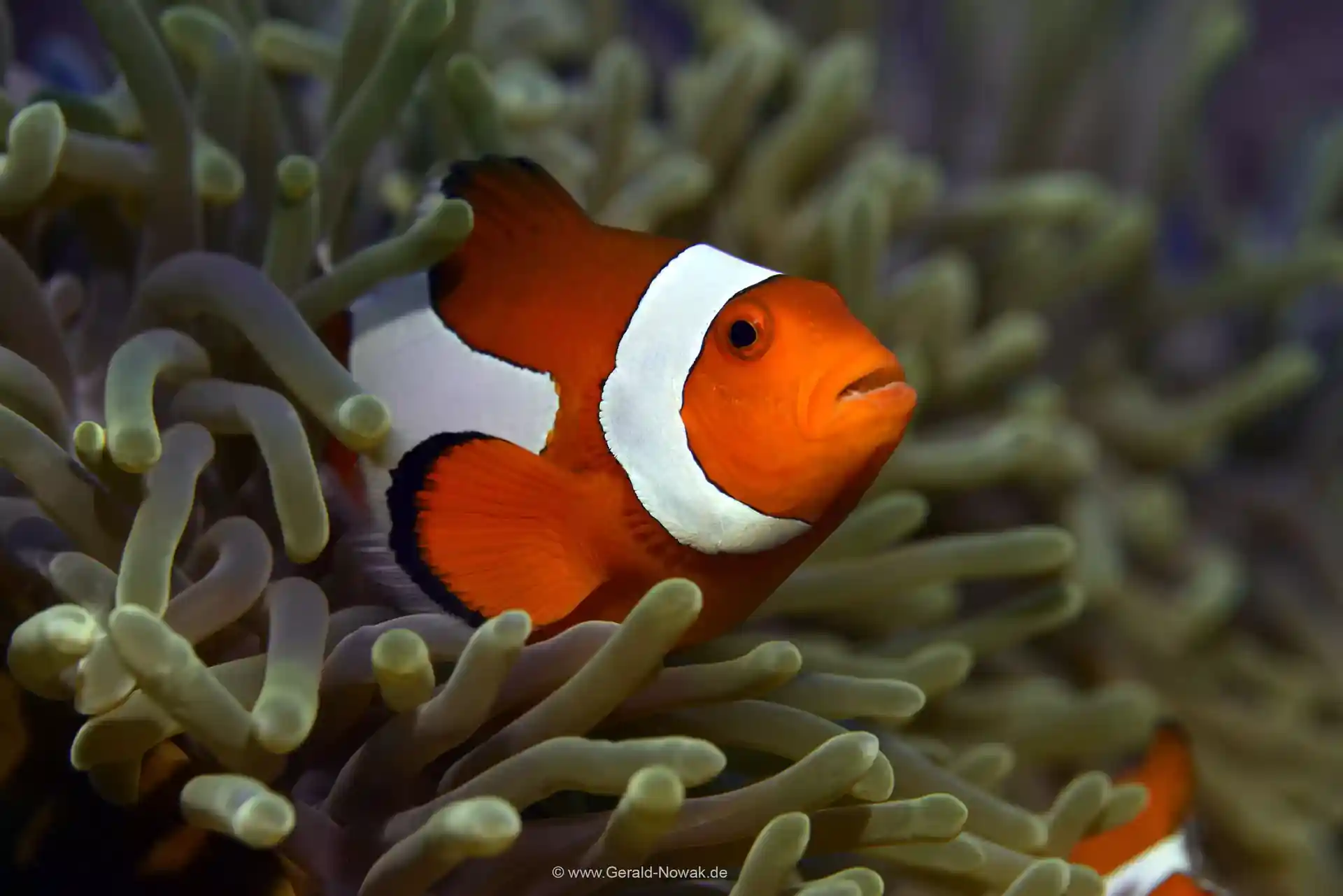 Dive site photo