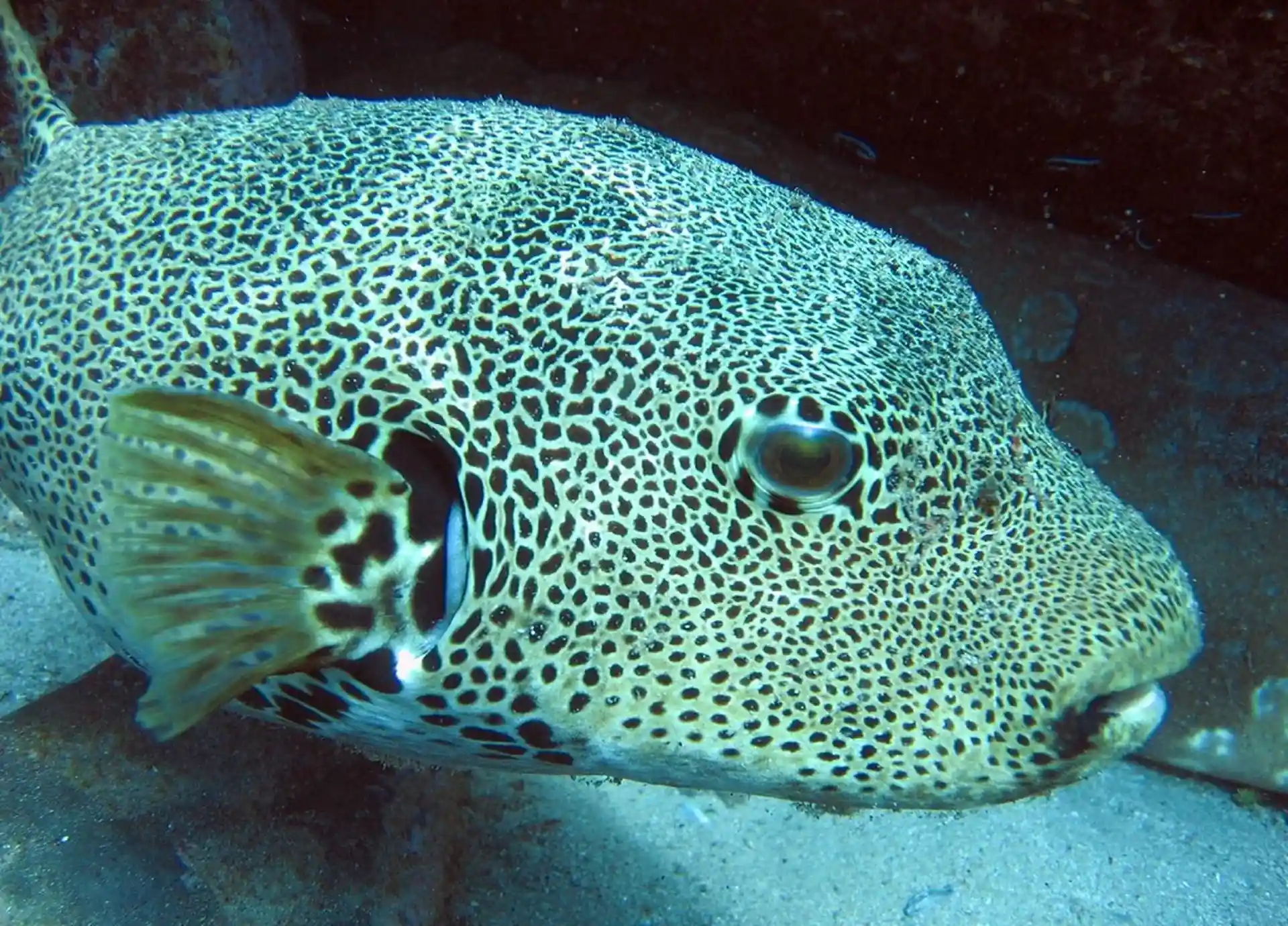 Dive site photo