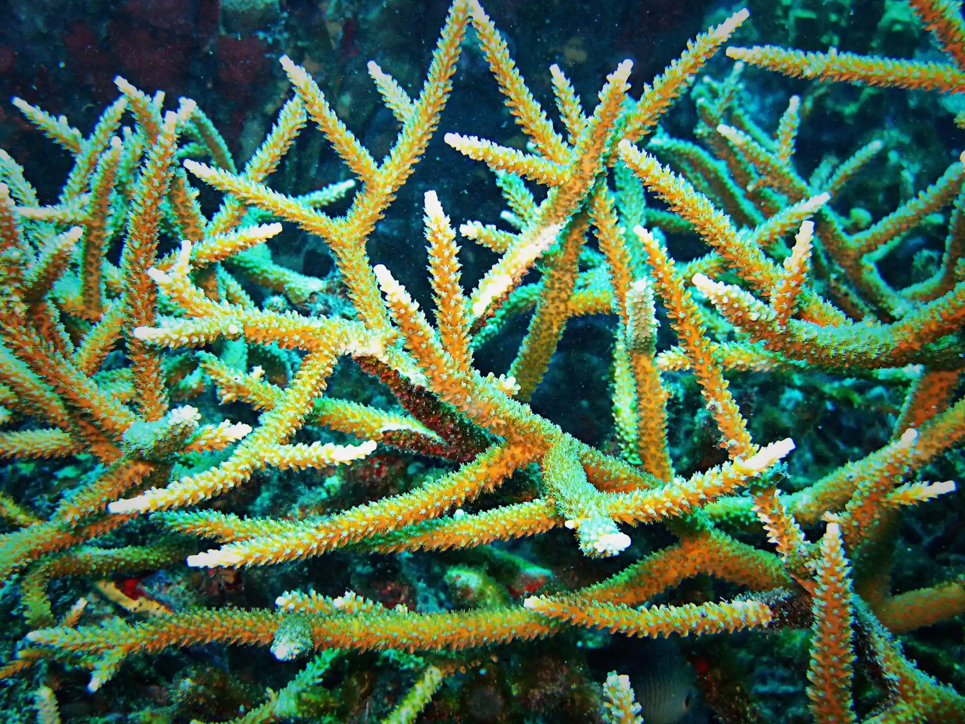 Dive shop photo
