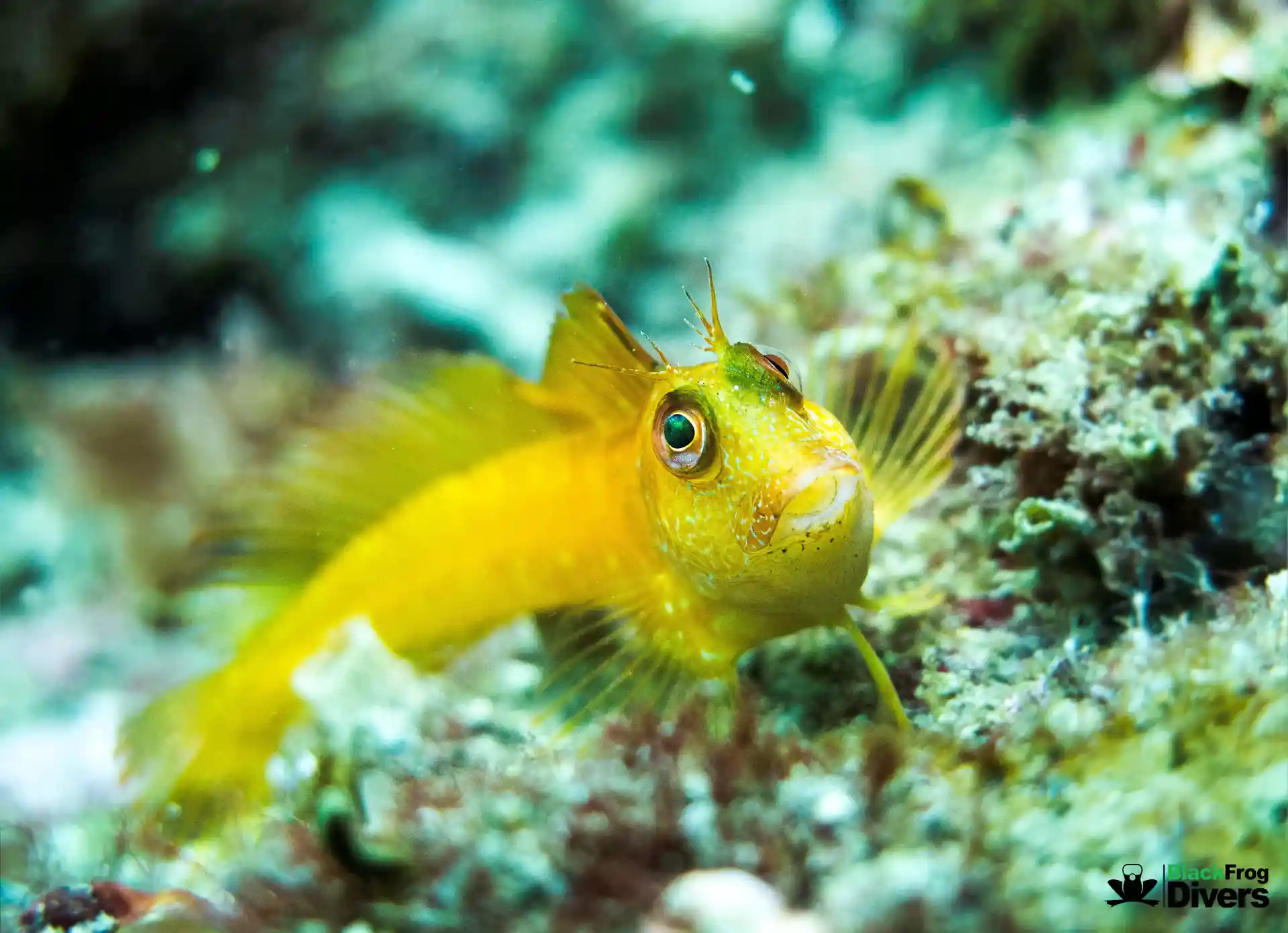 Blenny the fish