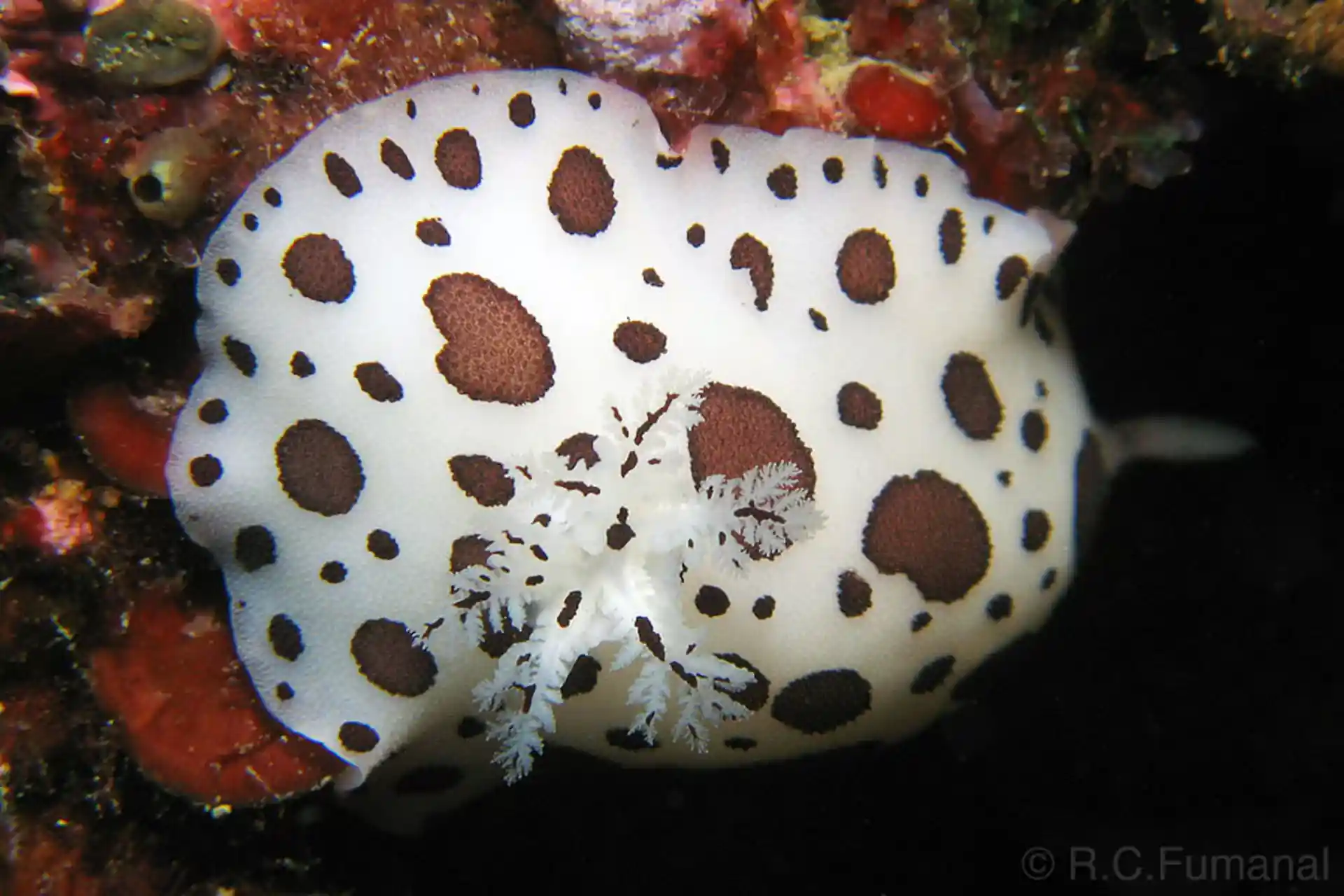 Dive site photo