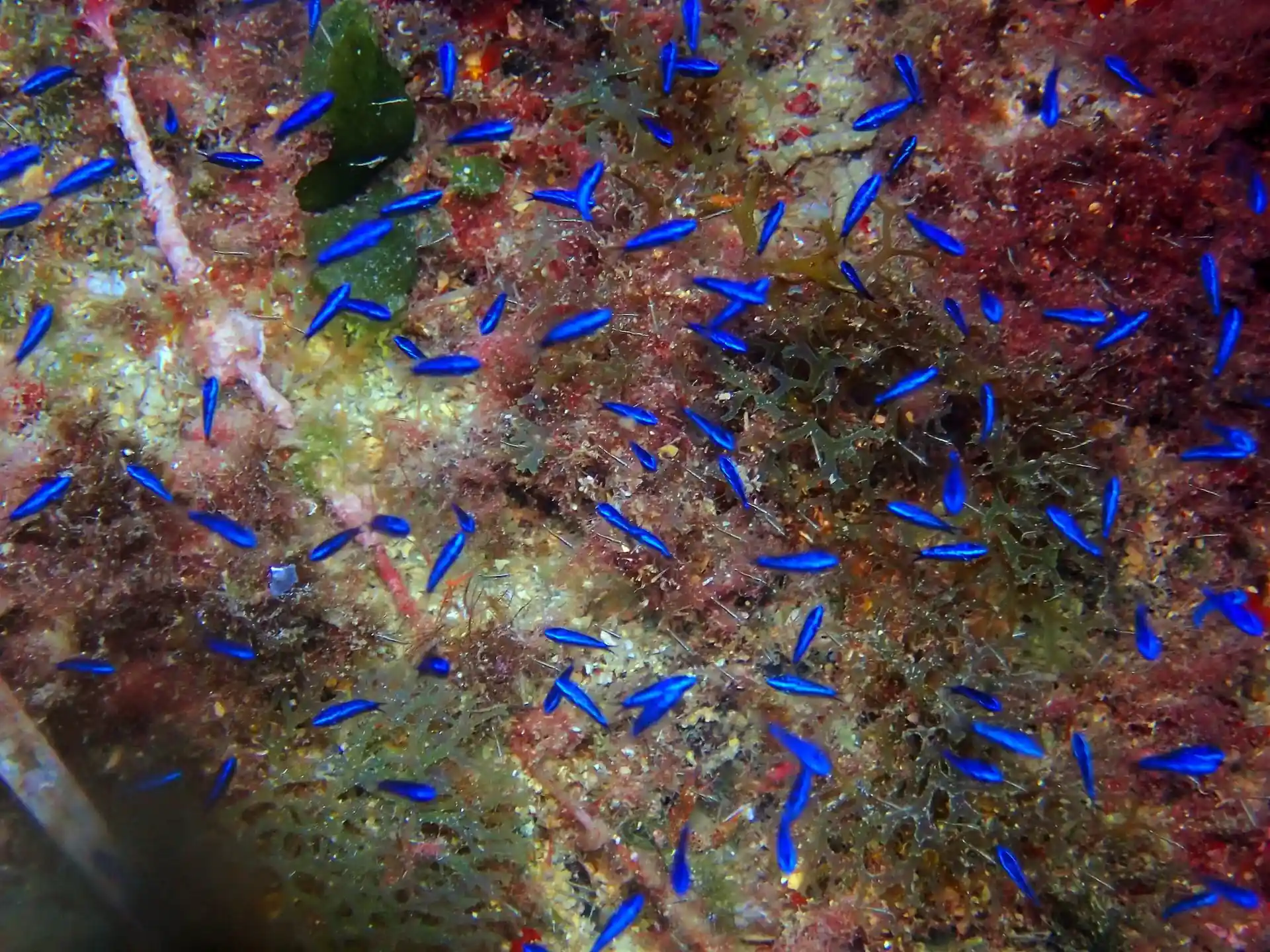 다이빙 포인트 사진