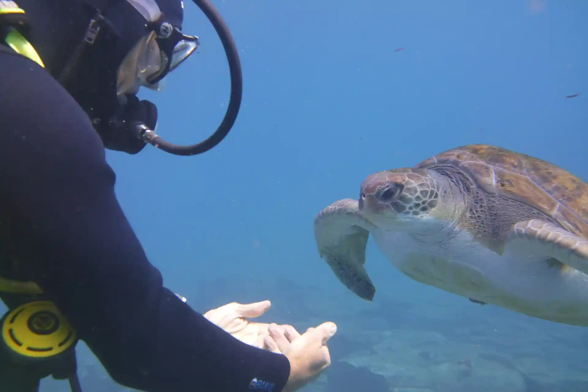 Dive with turtles in Abades