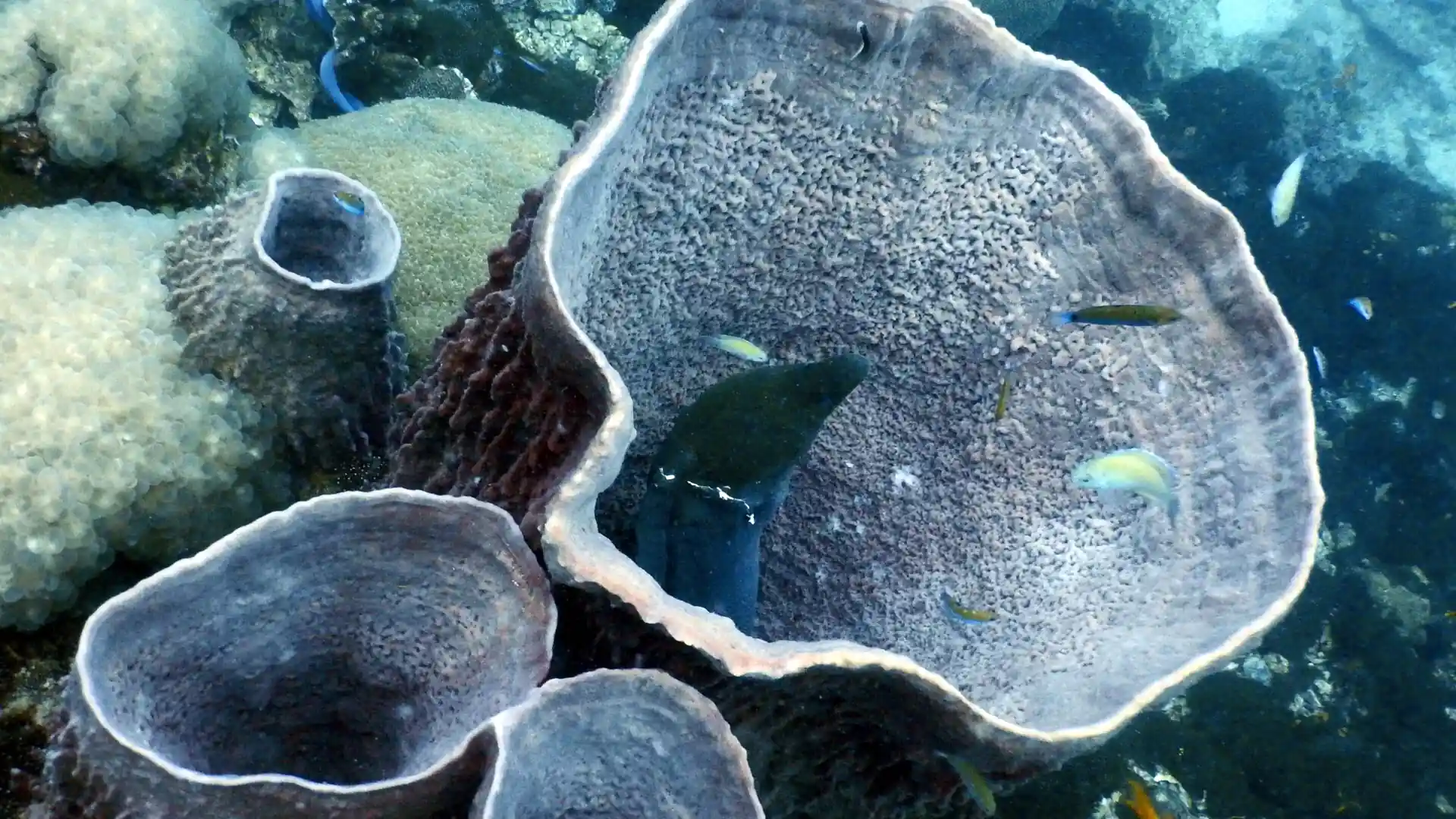 Photo du site de plongée