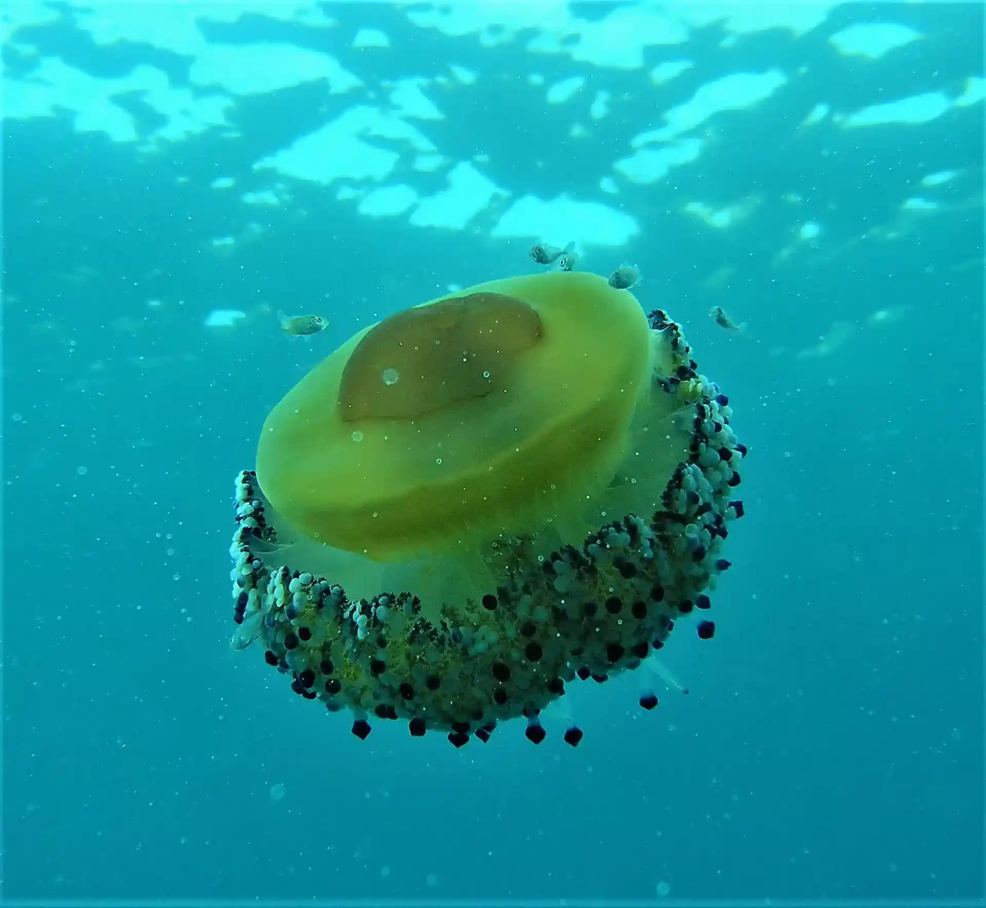 Dive site photo