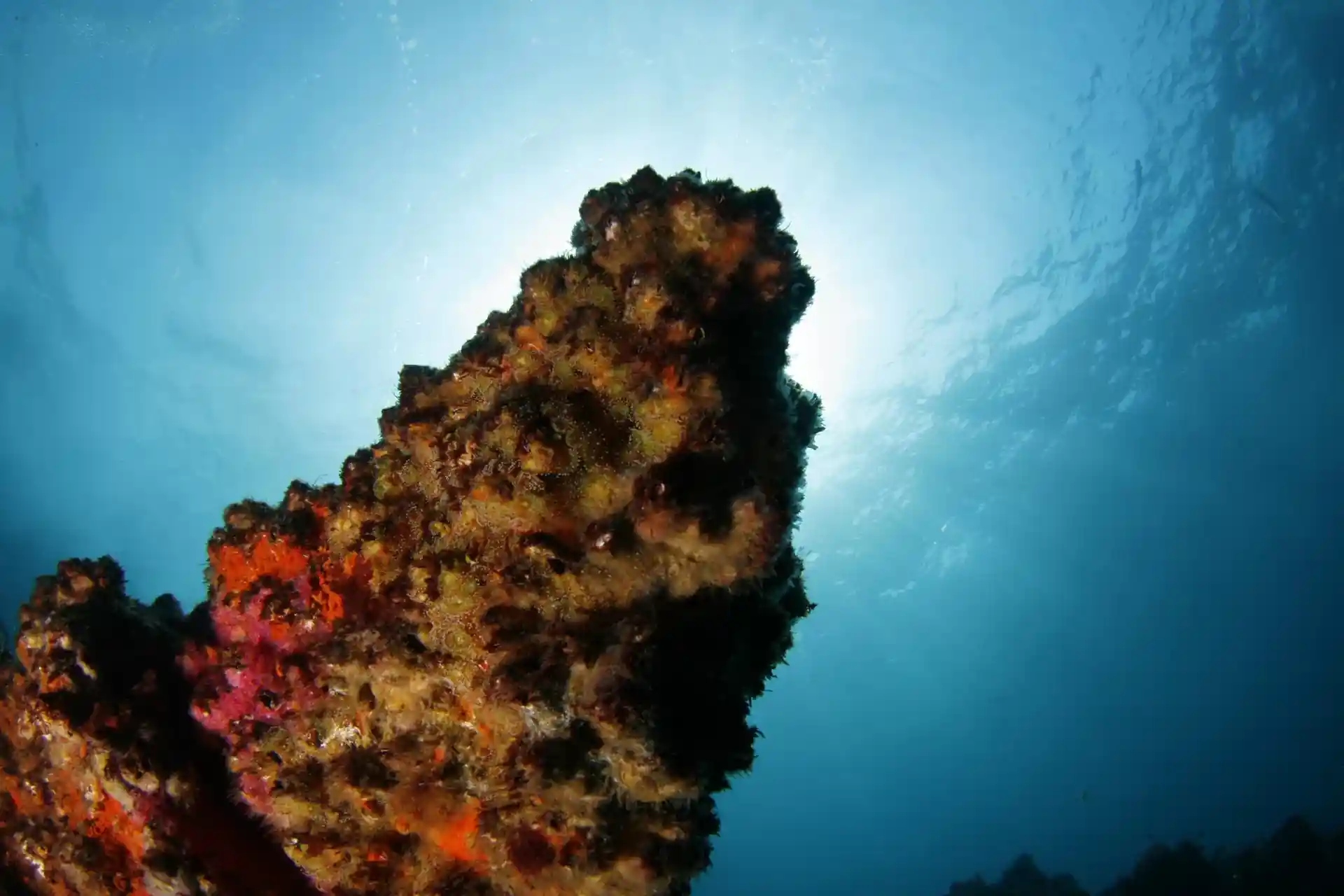 Dive site photo