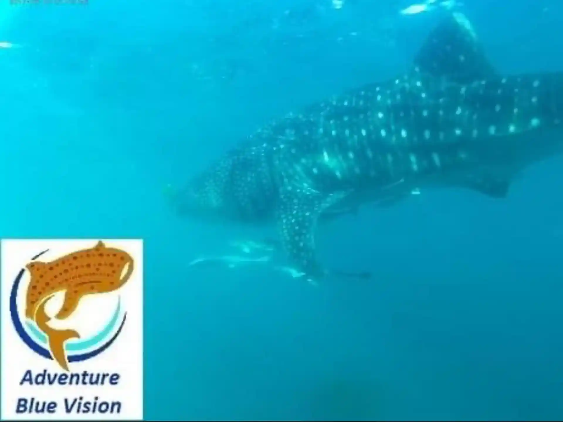 Jump in the sea and swim together with the whale shark!